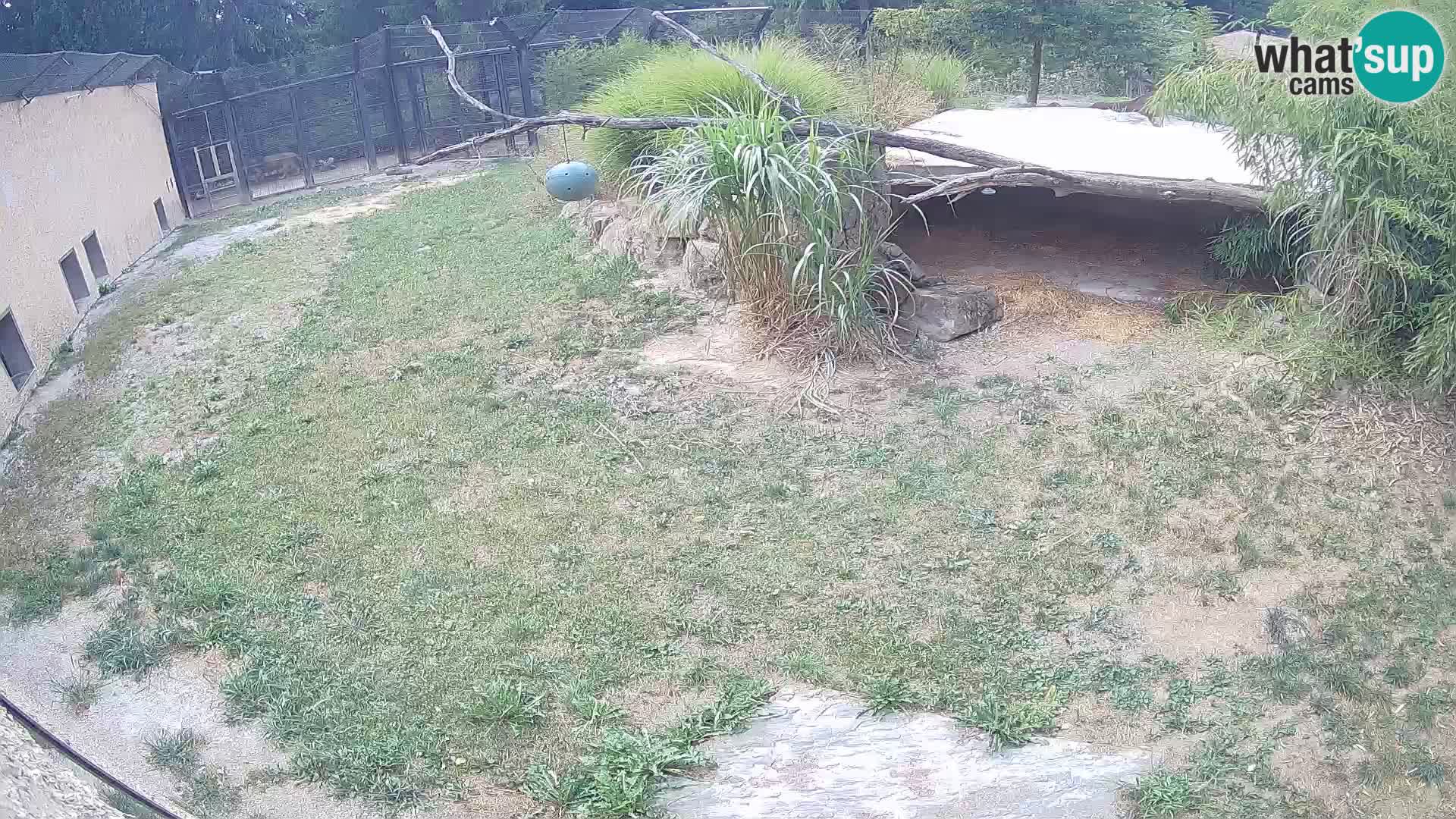 Lavovi web kamera uživo u ljubljanskom zoološkom vrtu – Slovenija