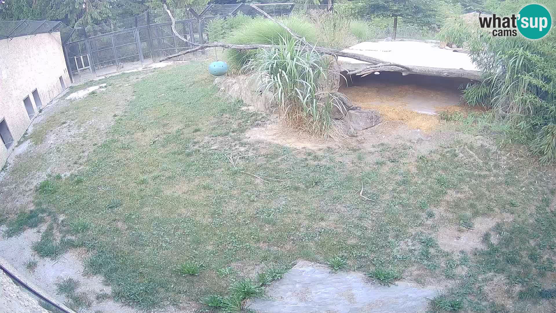 LION webcam en direct du zoo de Ljubljana – Slovénie