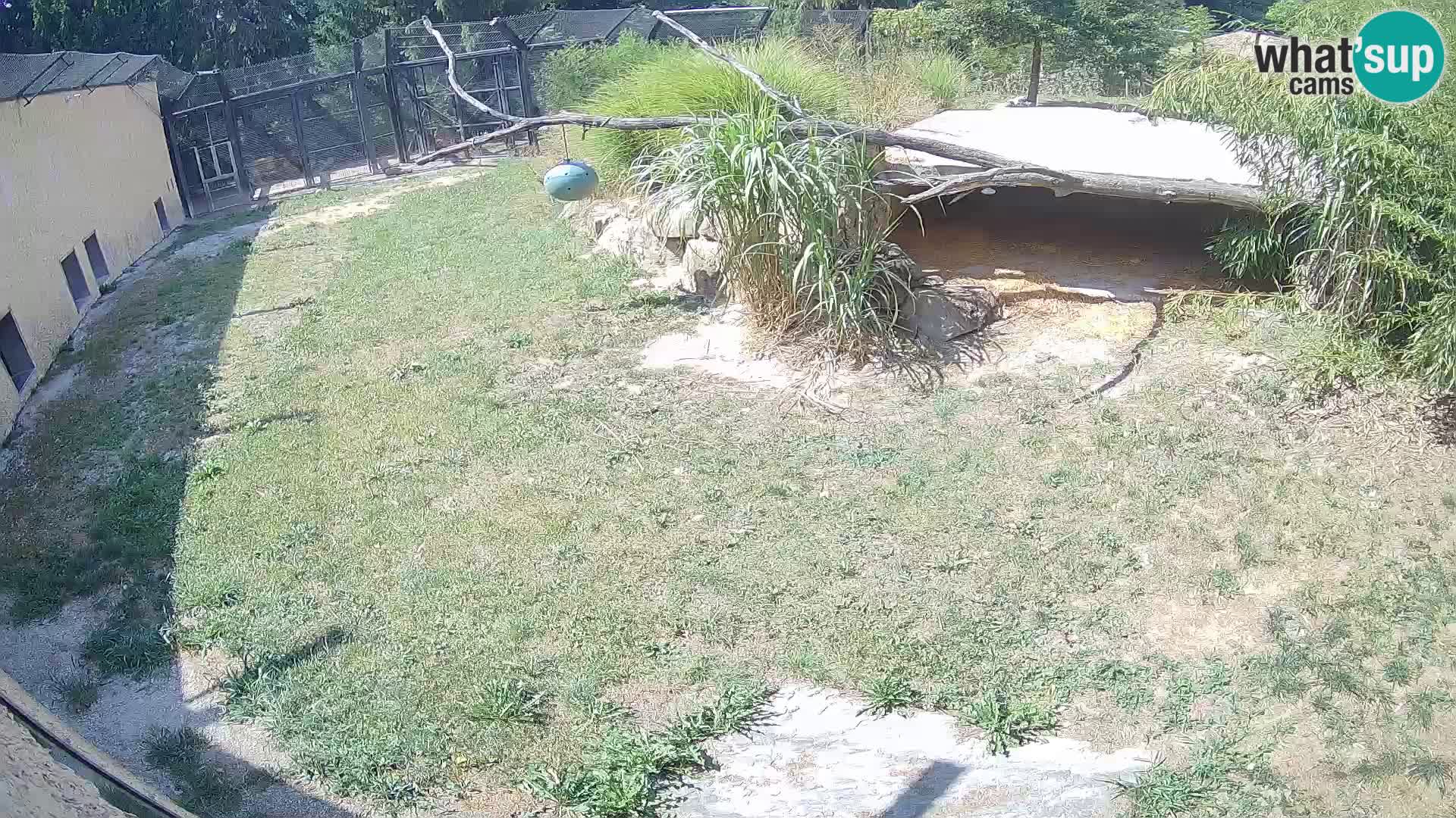 LEVI spletna kamera v živalskem vrtu Ljubljana Zoo