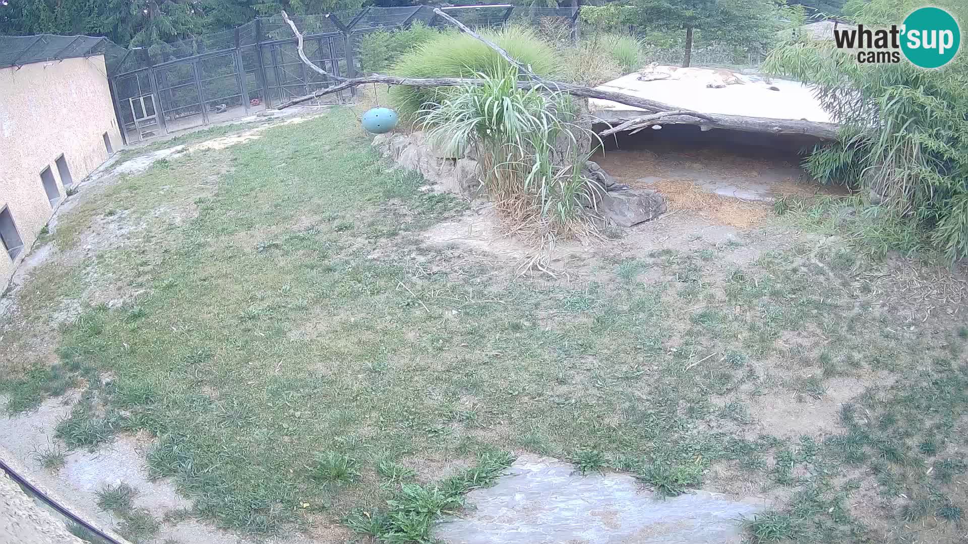 LEVI spletna kamera v živalskem vrtu Ljubljana Zoo