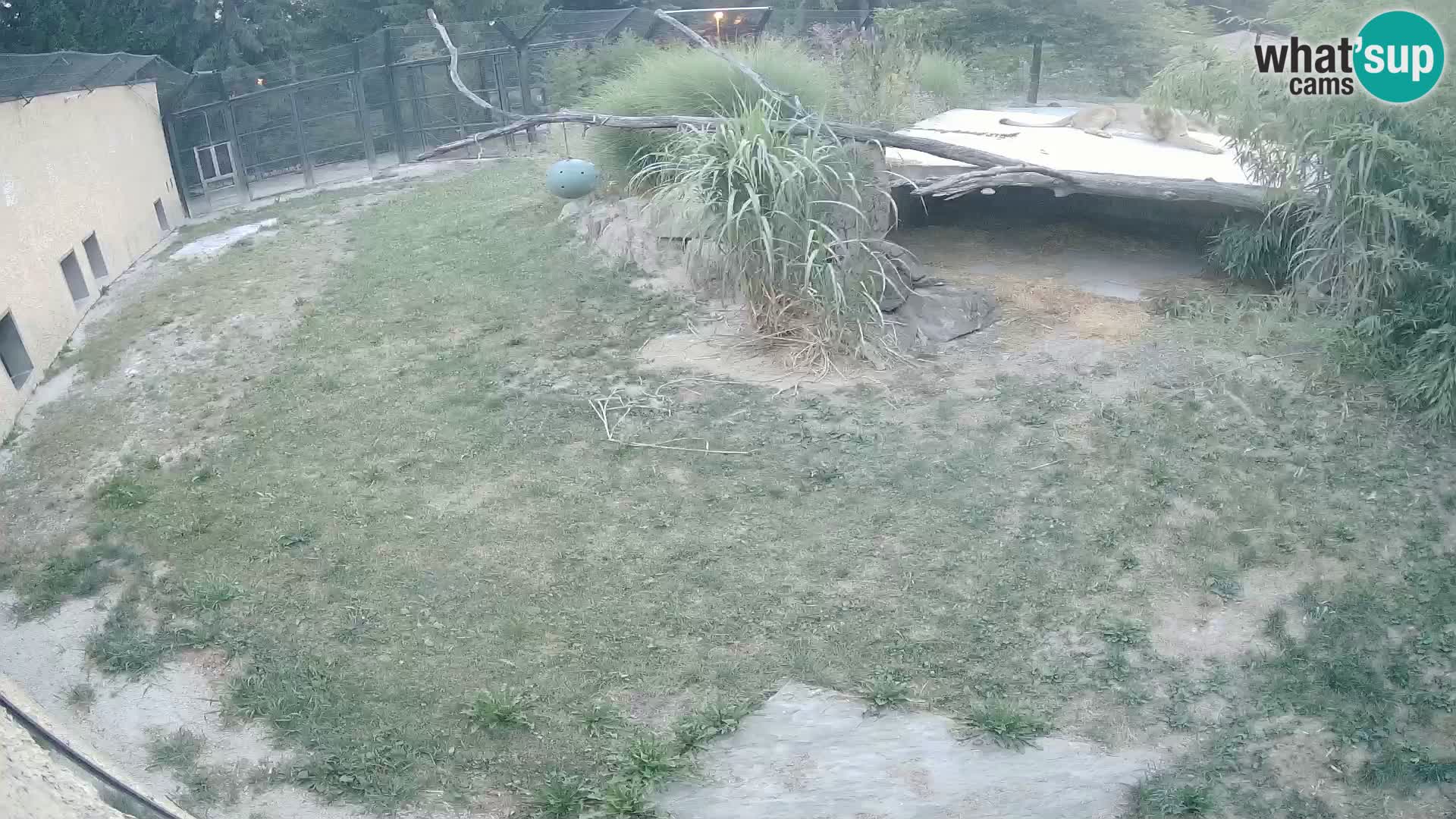 LEONE live Webcam nello zoo di Lubiana – Slovenia