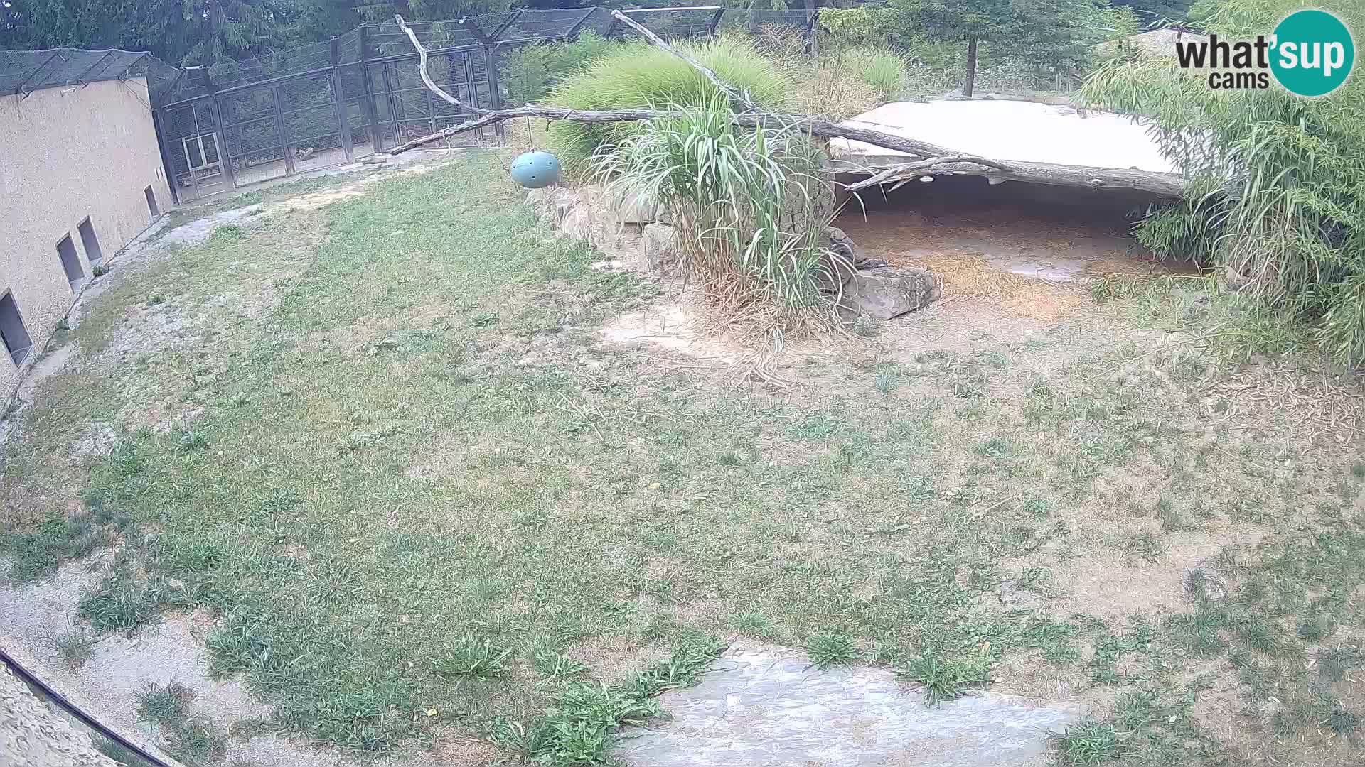 LION webcam en direct du zoo de Ljubljana – Slovénie