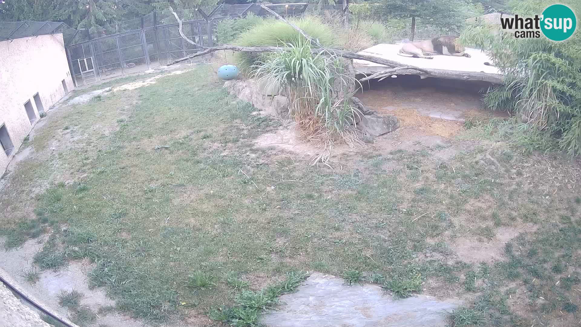 LEON Webcam en vivo en Ljubljana Zoo – Eslovenia