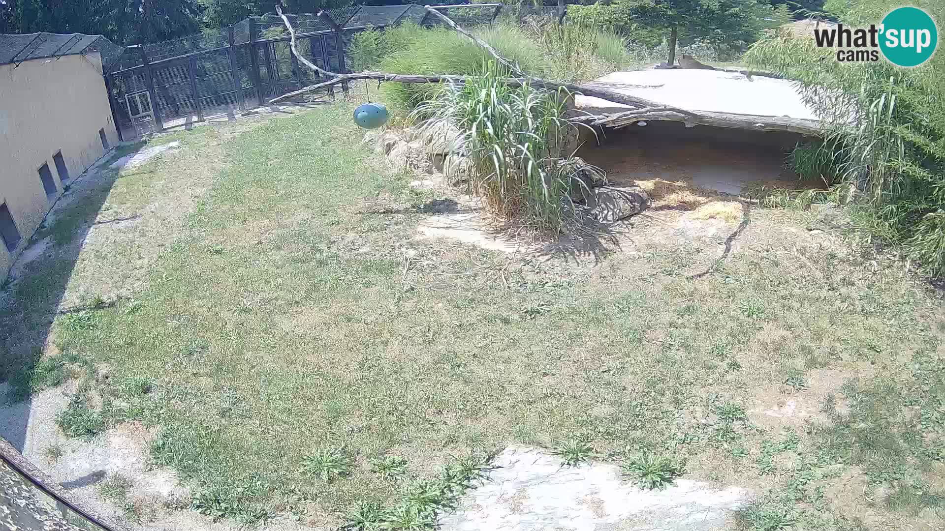 LION webcam en direct du zoo de Ljubljana – Slovénie