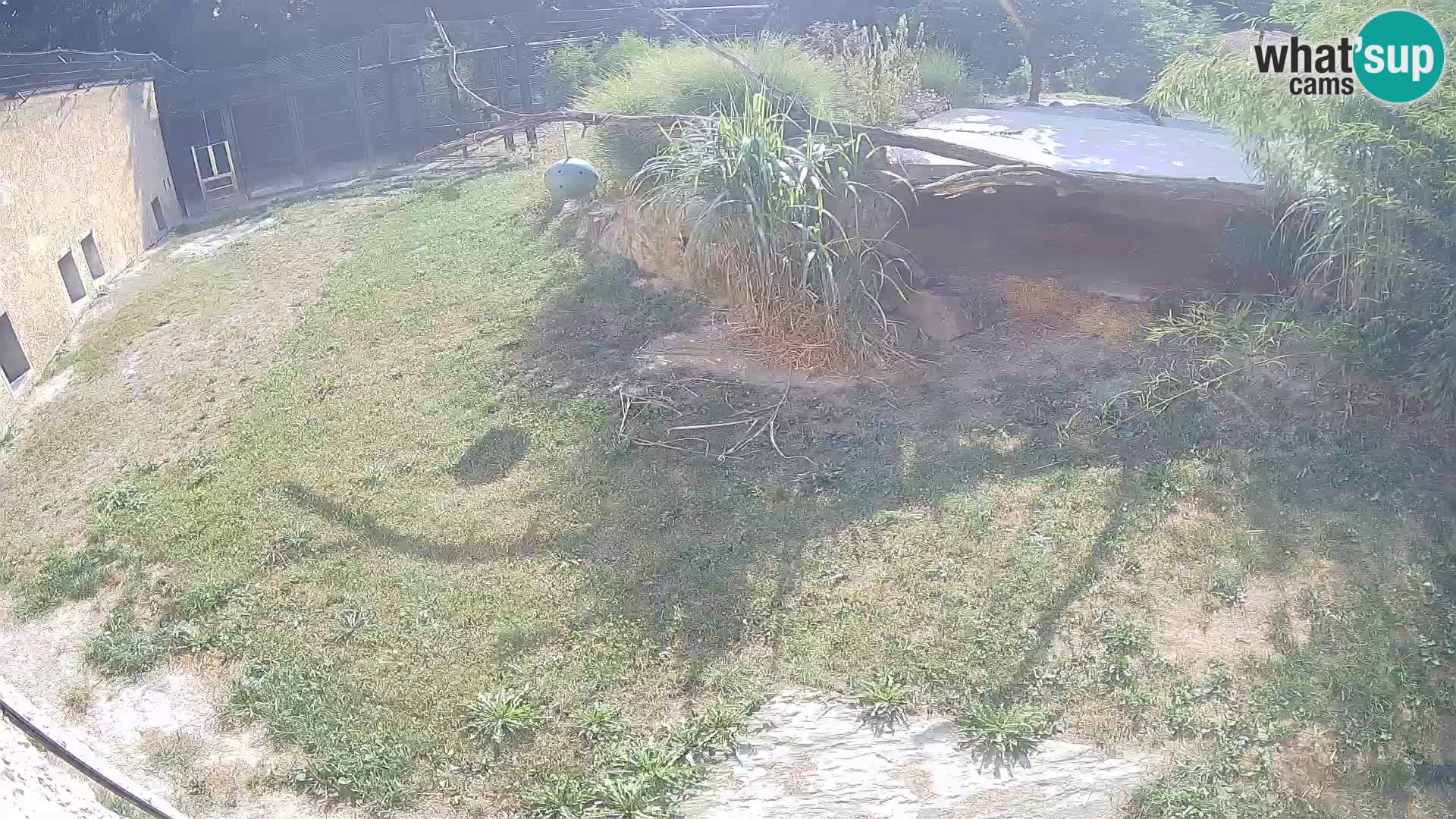 LION live Webcam in Ljubljana Zoo – Slovenia