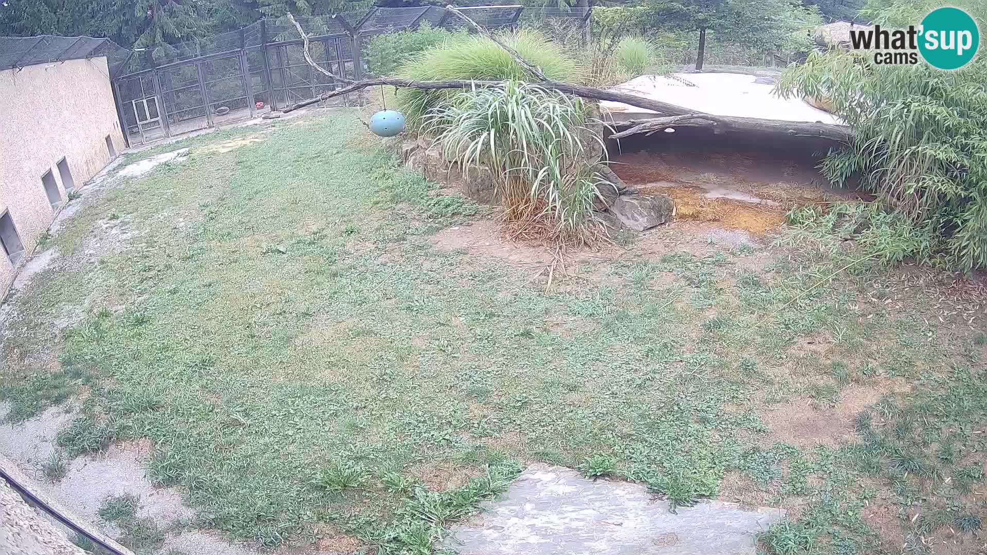 Löwe live Webcam im Zoo von Ljubljana – Slowenien