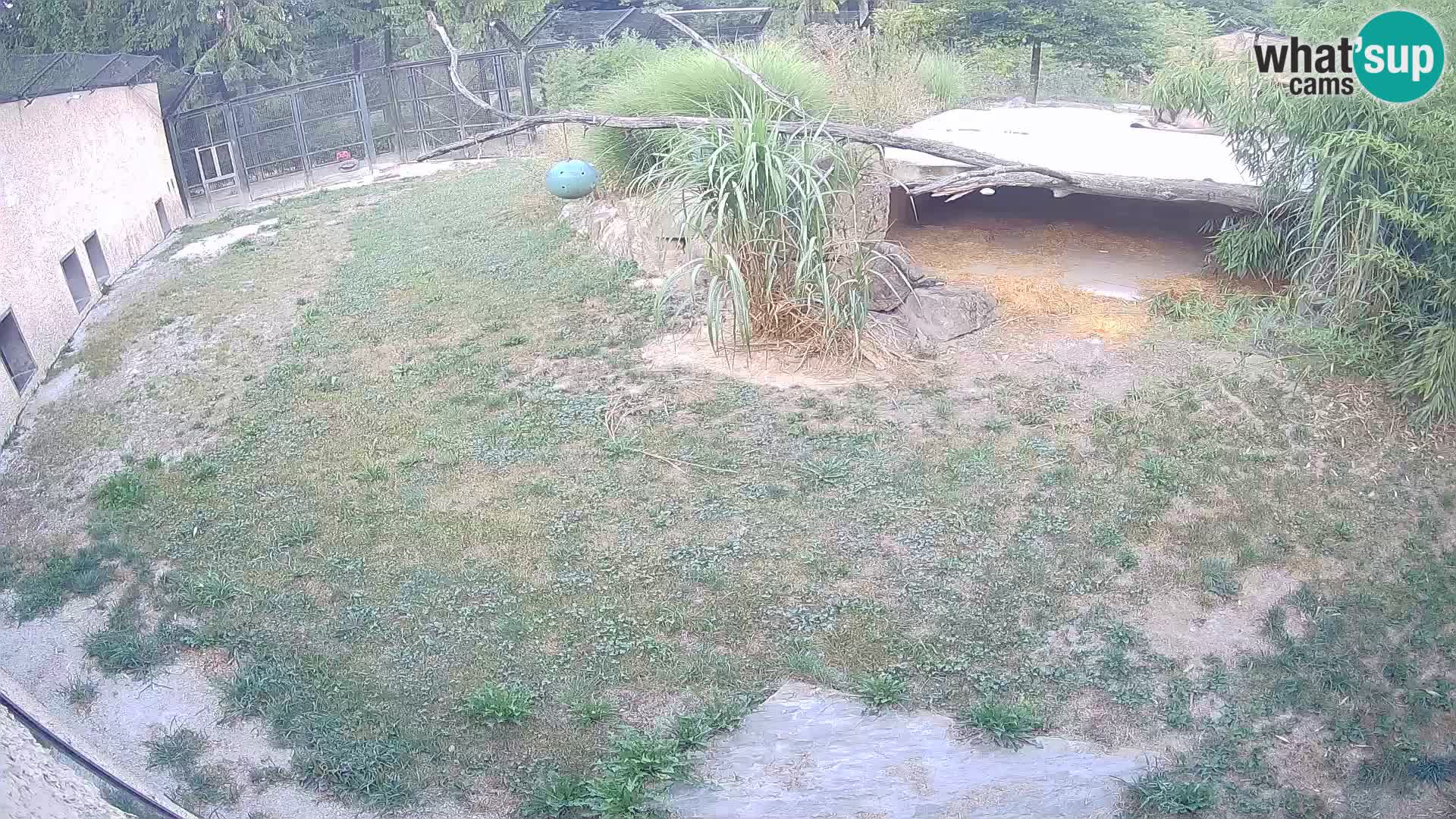 Löwe live Webcam im Zoo von Ljubljana – Slowenien