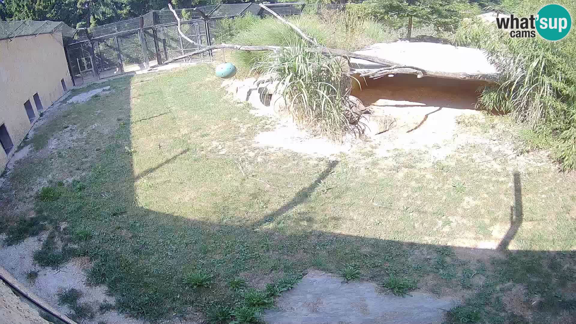 Löwe live Webcam im Zoo von Ljubljana – Slowenien