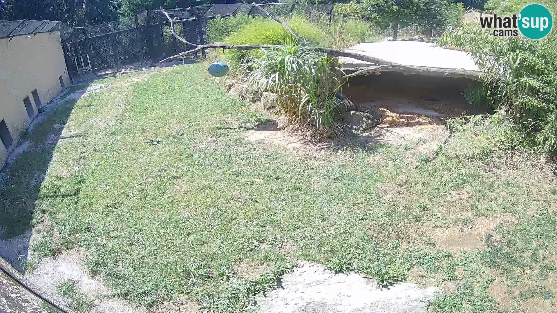 LION live Webcam in Ljubljana Zoo – Slovenia