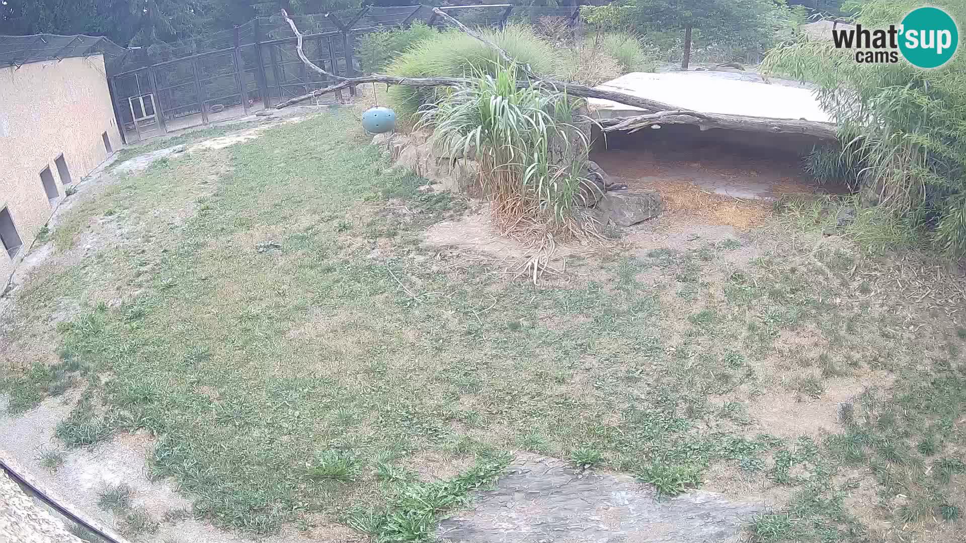 LION live Webcam in Ljubljana Zoo – Slovenia