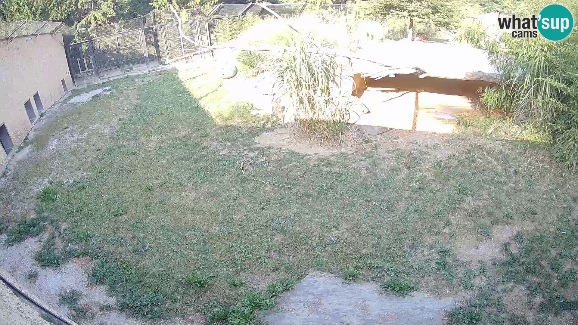 LION live Webcam in Ljubljana Zoo – Slovenia
