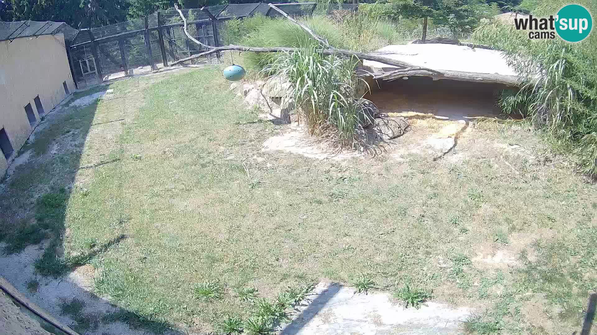 LEON Webcam en vivo en Ljubljana Zoo – Eslovenia