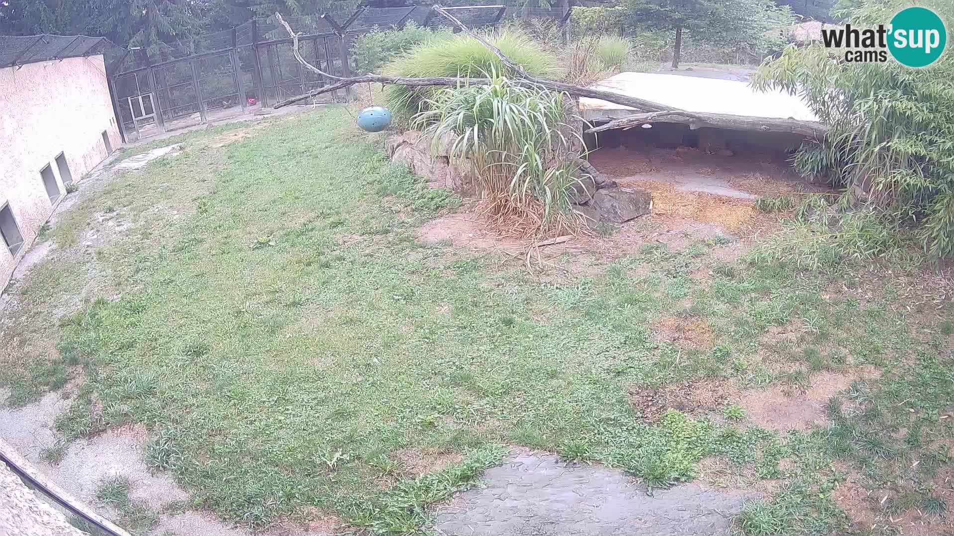 LION webcam en direct du zoo de Ljubljana – Slovénie