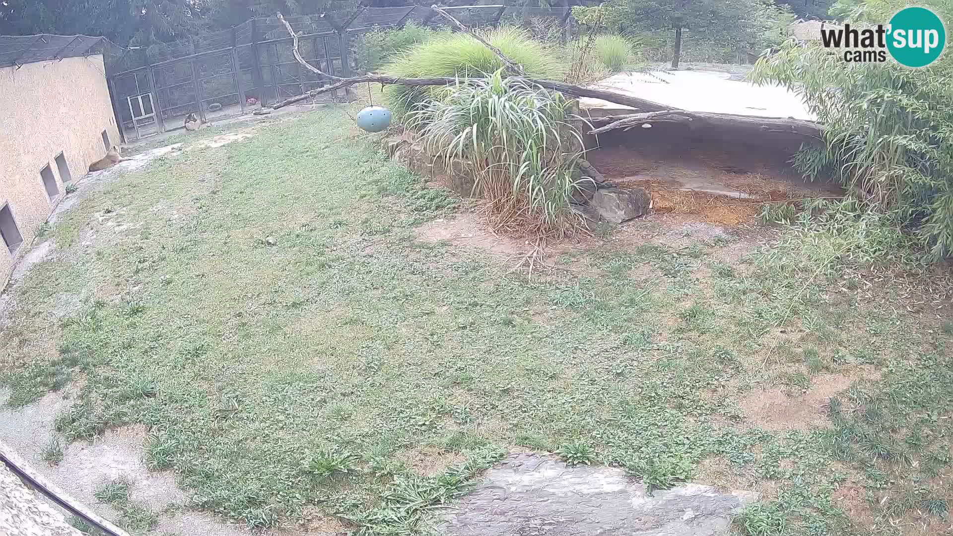 Lavovi web kamera uživo u ljubljanskom zoološkom vrtu – Slovenija