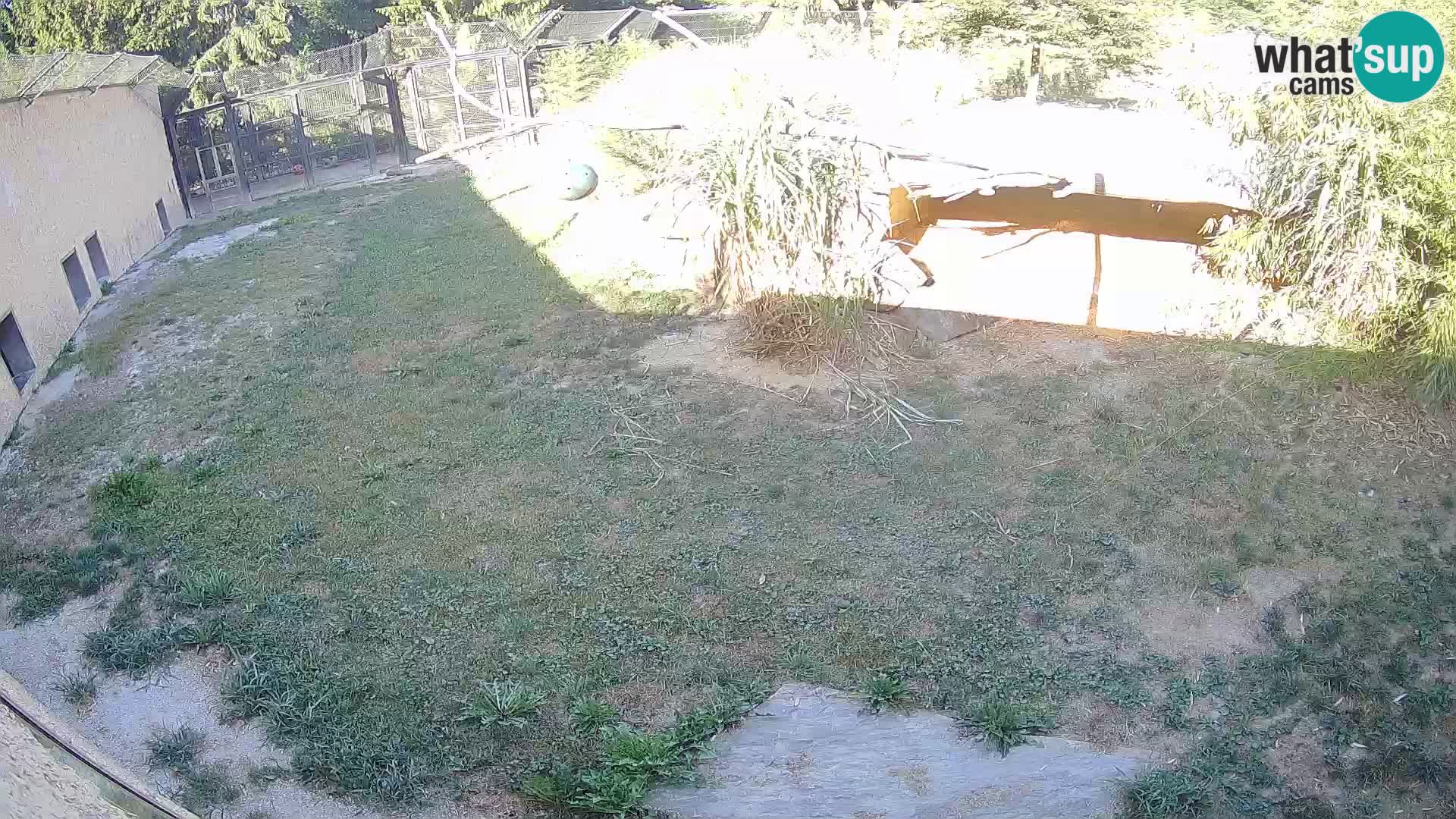 LEON Webcam en vivo en Ljubljana Zoo – Eslovenia