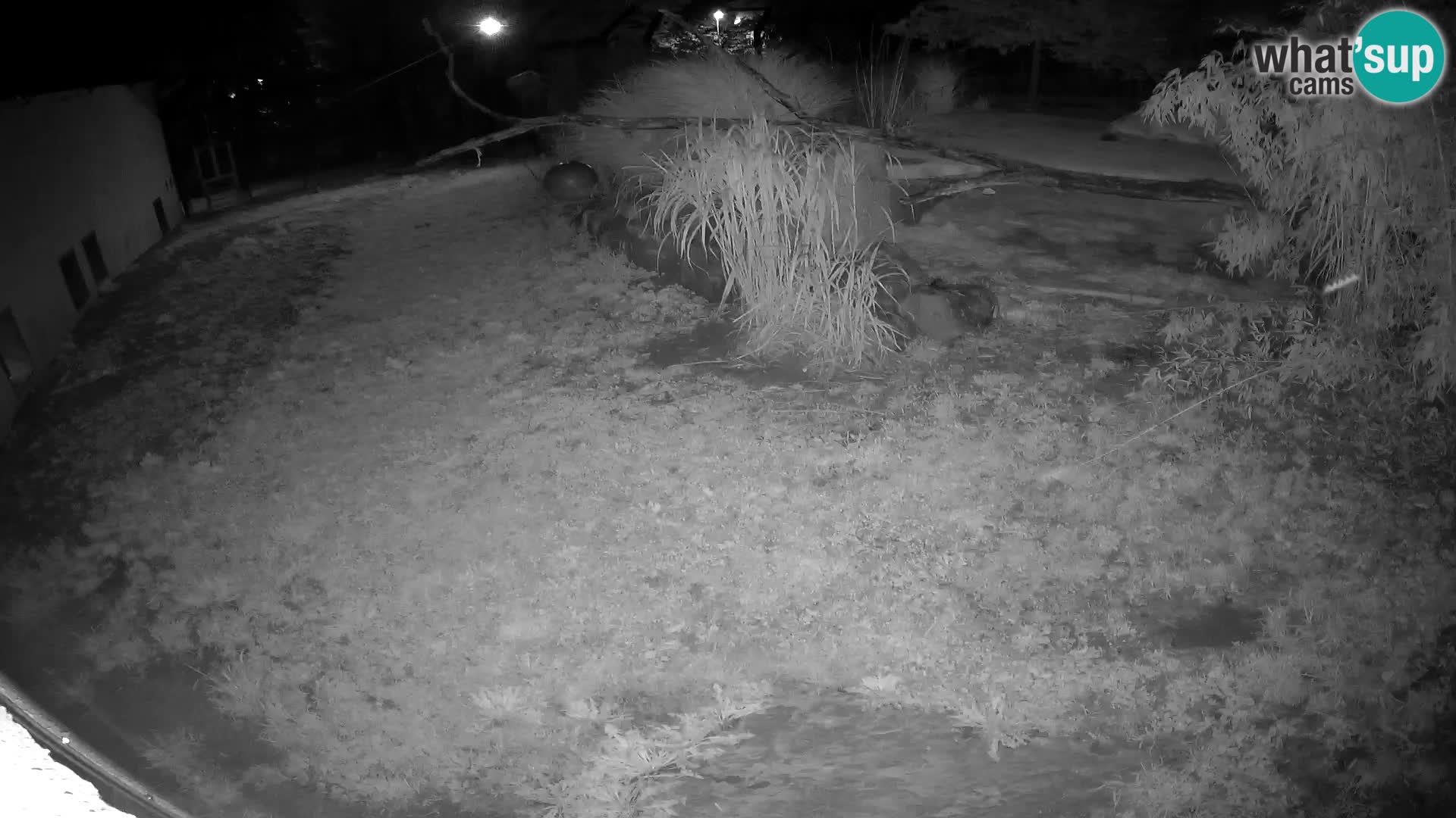 LION webcam en direct du zoo de Ljubljana – Slovénie