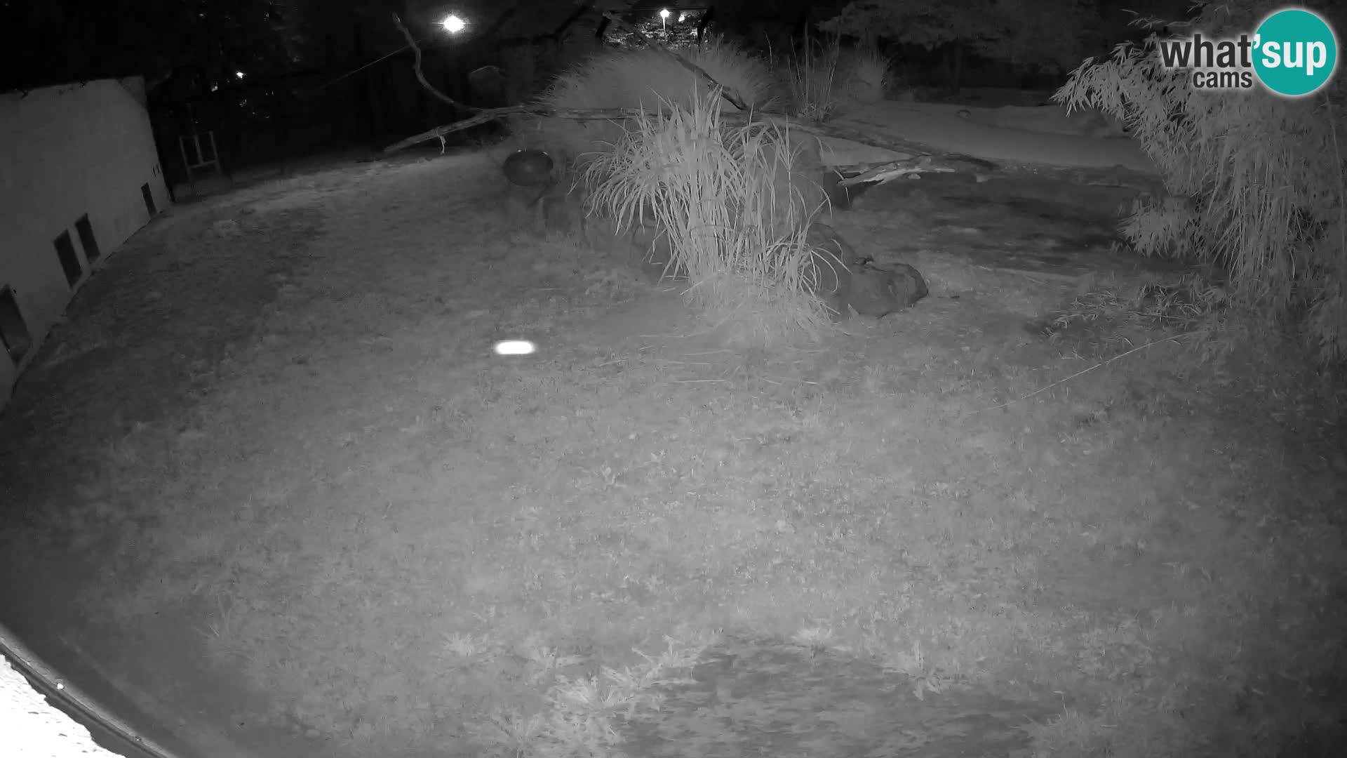 LION webcam en direct du zoo de Ljubljana – Slovénie