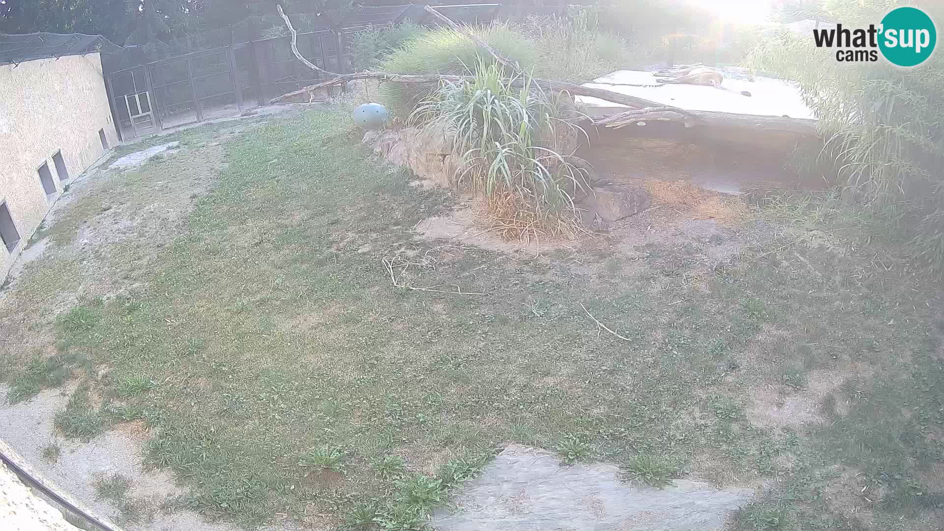 LEONE live Webcam nello zoo di Lubiana – Slovenia