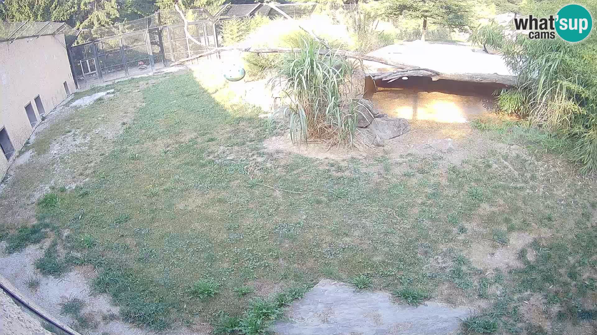 Löwe live Webcam im Zoo von Ljubljana – Slowenien
