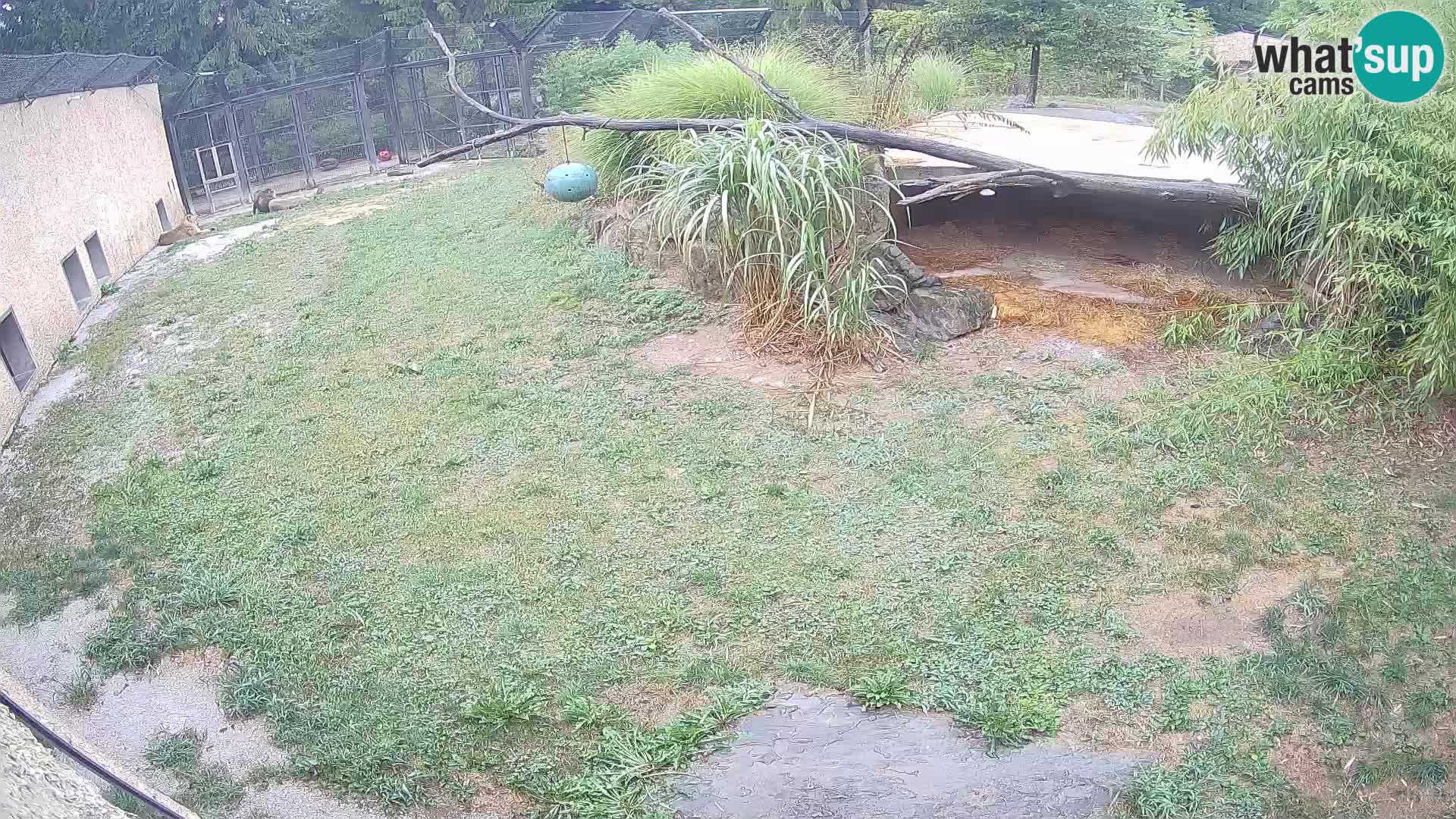 Löwe live Webcam im Zoo von Ljubljana – Slowenien