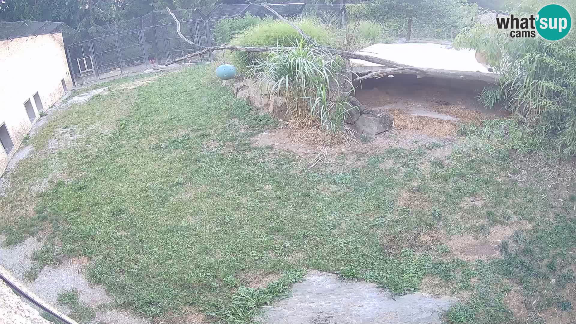 LEON Webcam en vivo en Ljubljana Zoo – Eslovenia
