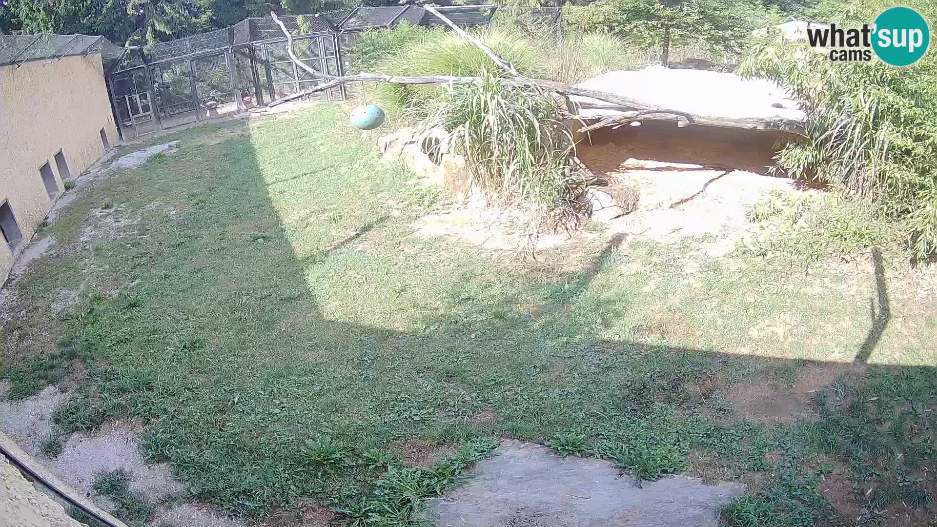 LEONE live Webcam nello zoo di Lubiana – Slovenia