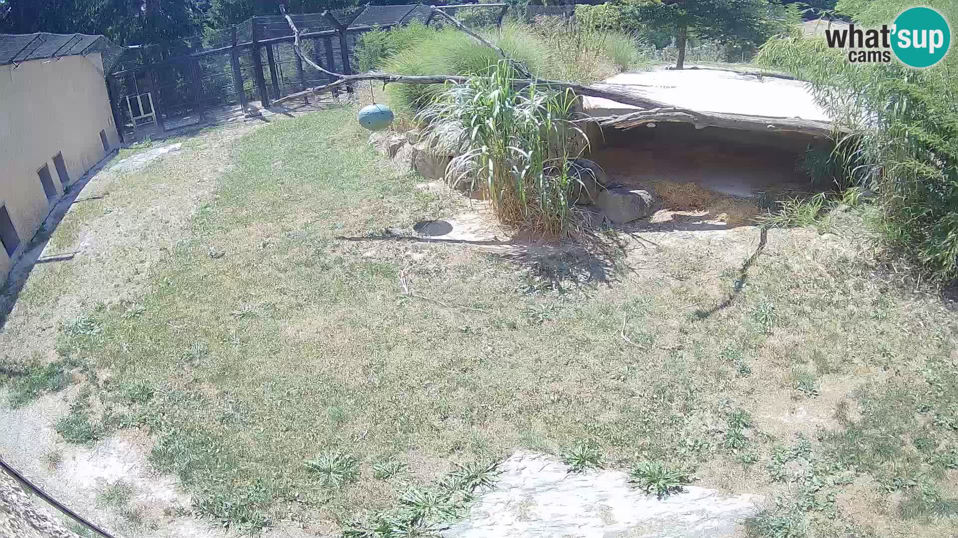 LEONE live Webcam nello zoo di Lubiana – Slovenia