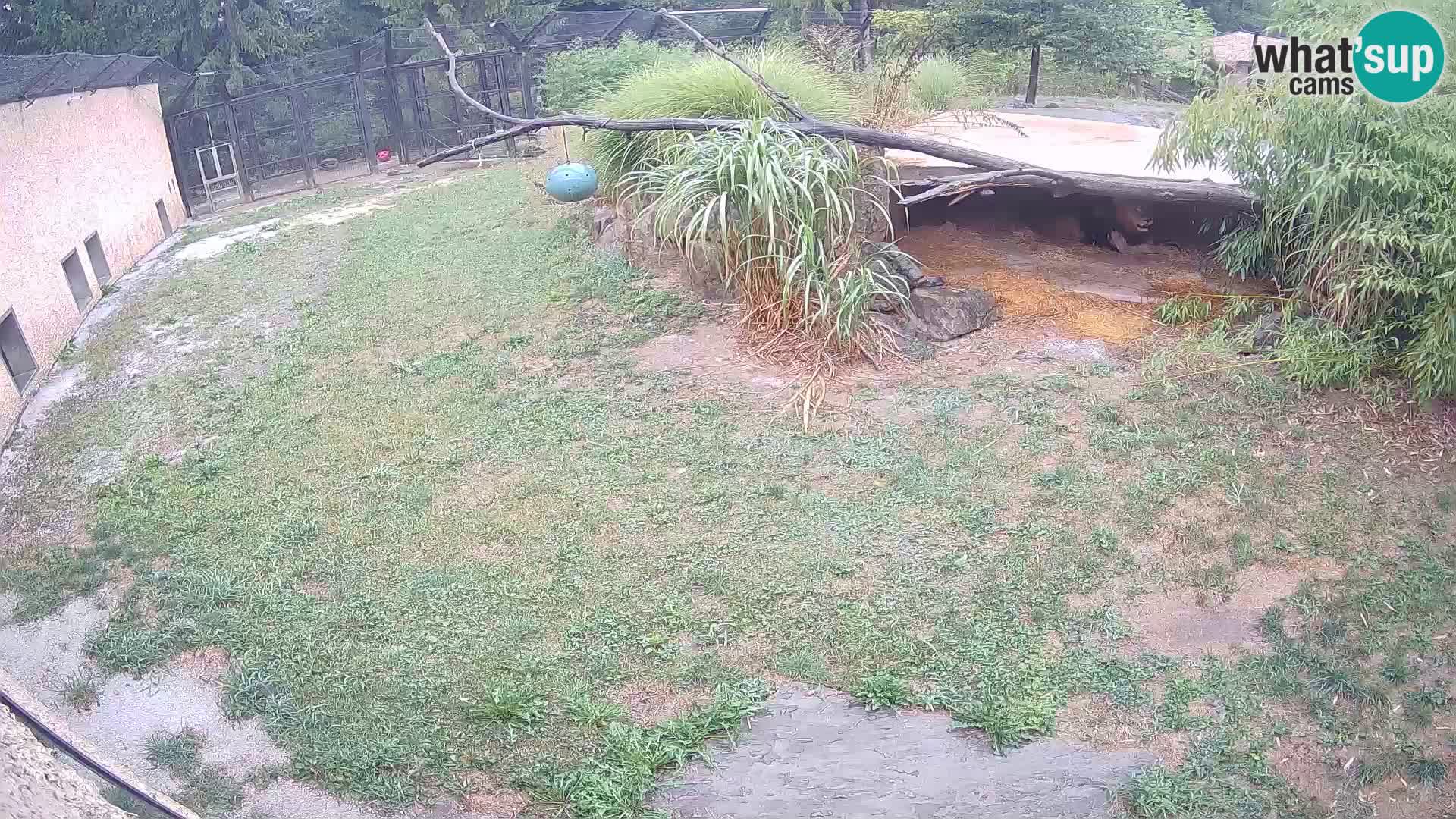 LION live Webcam in Ljubljana Zoo – Slovenia
