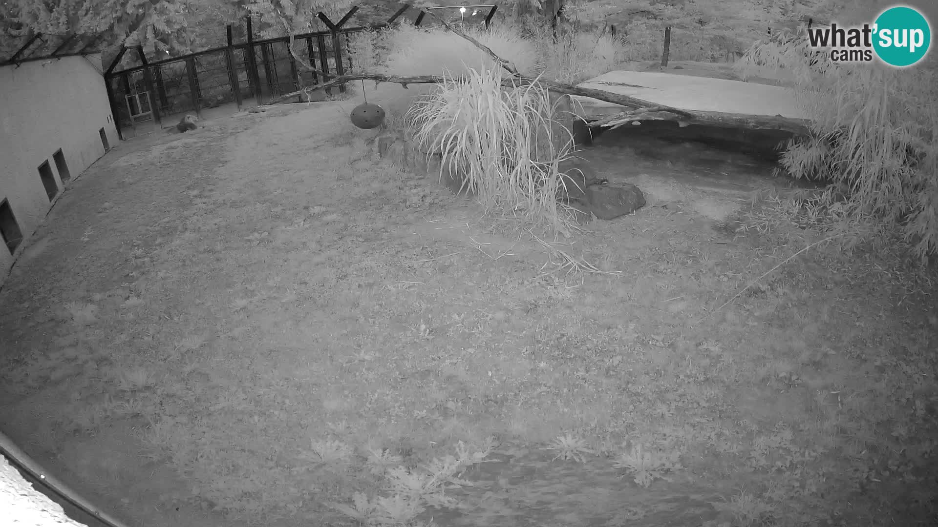 LION live Webcam in Ljubljana Zoo – Slovenia