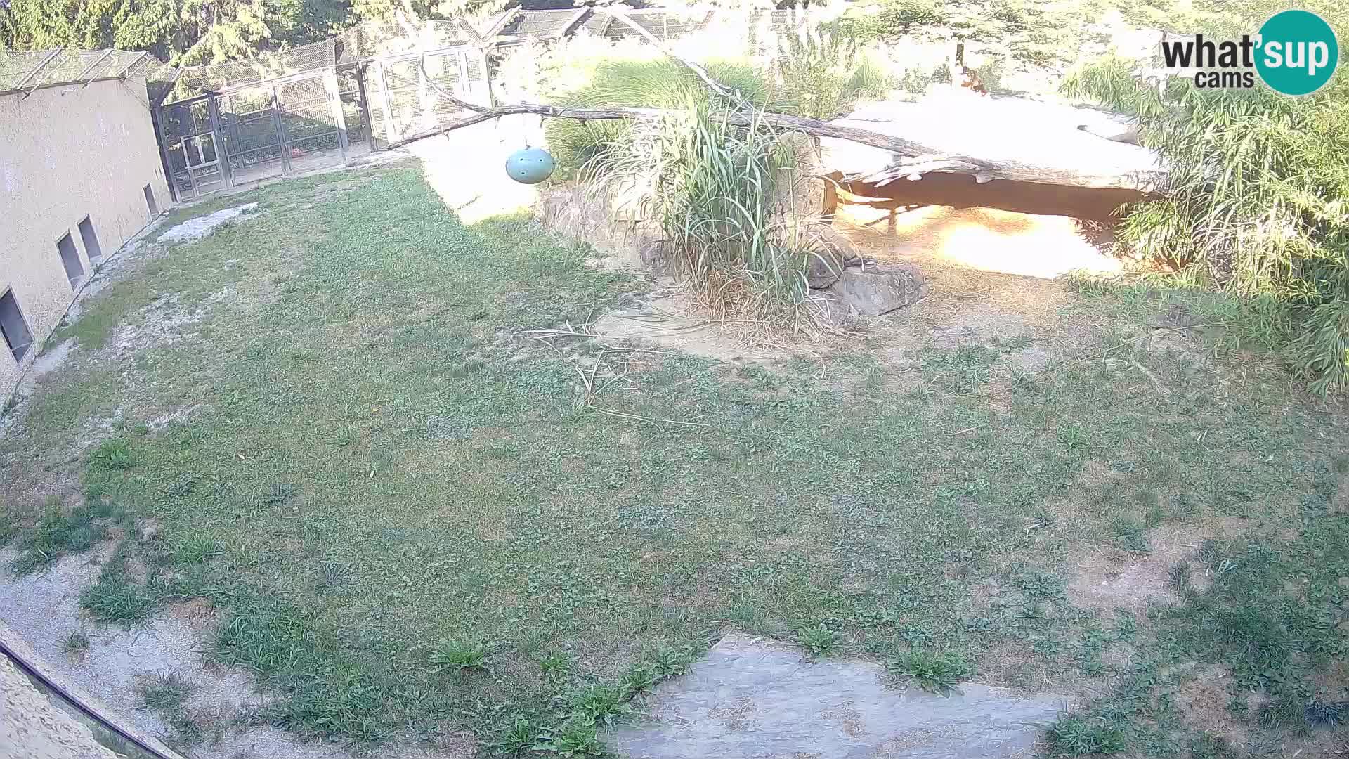 Löwe live Webcam im Zoo von Ljubljana – Slowenien
