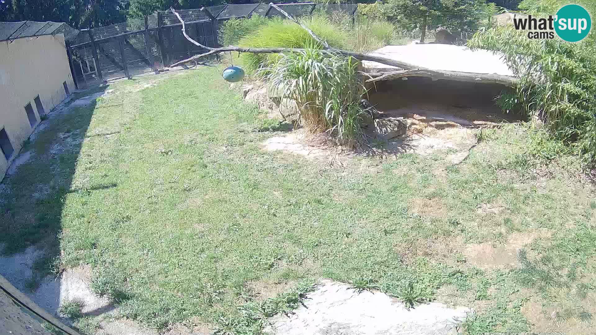 LEON Webcam en vivo en Ljubljana Zoo – Eslovenia