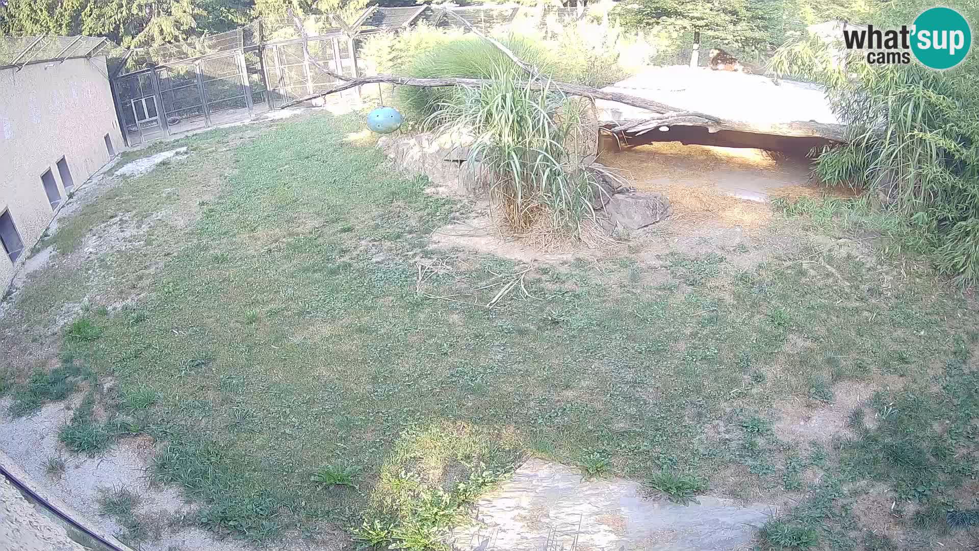 Löwe live Webcam im Zoo von Ljubljana – Slowenien
