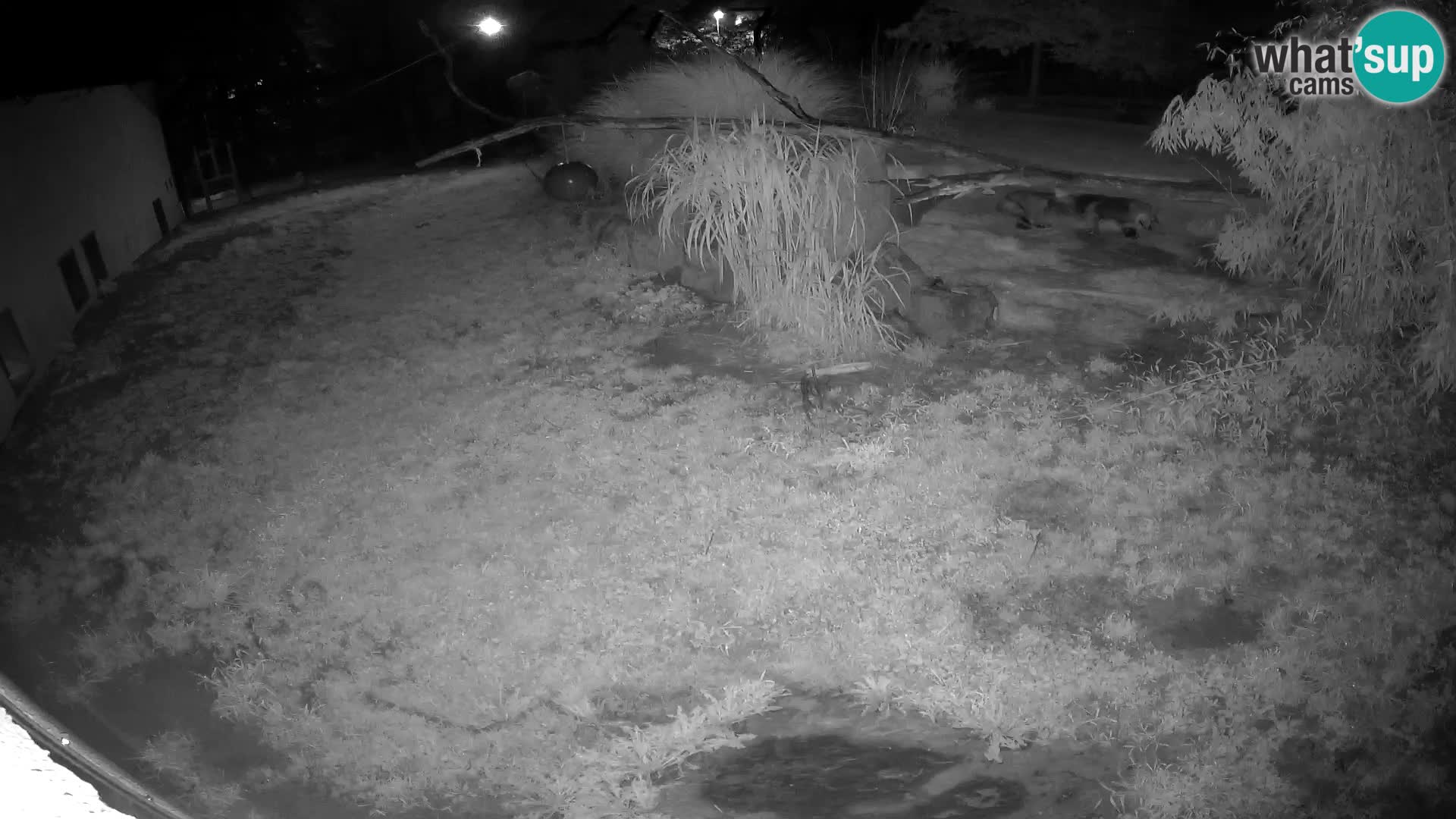 LEONE live Webcam nello zoo di Lubiana – Slovenia
