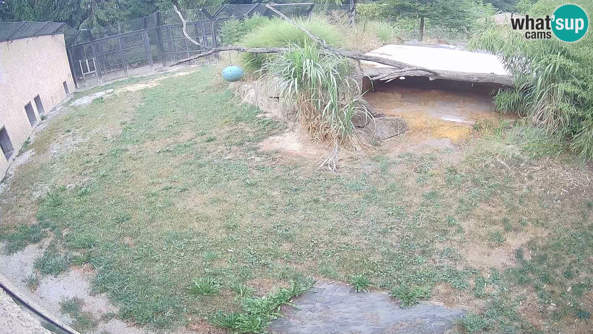LEON Webcam en vivo en Ljubljana Zoo – Eslovenia