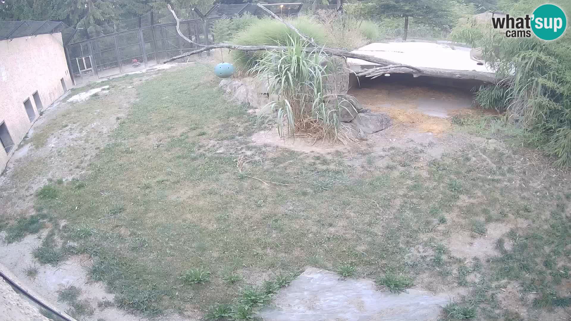 LEONE live Webcam nello zoo di Lubiana – Slovenia
