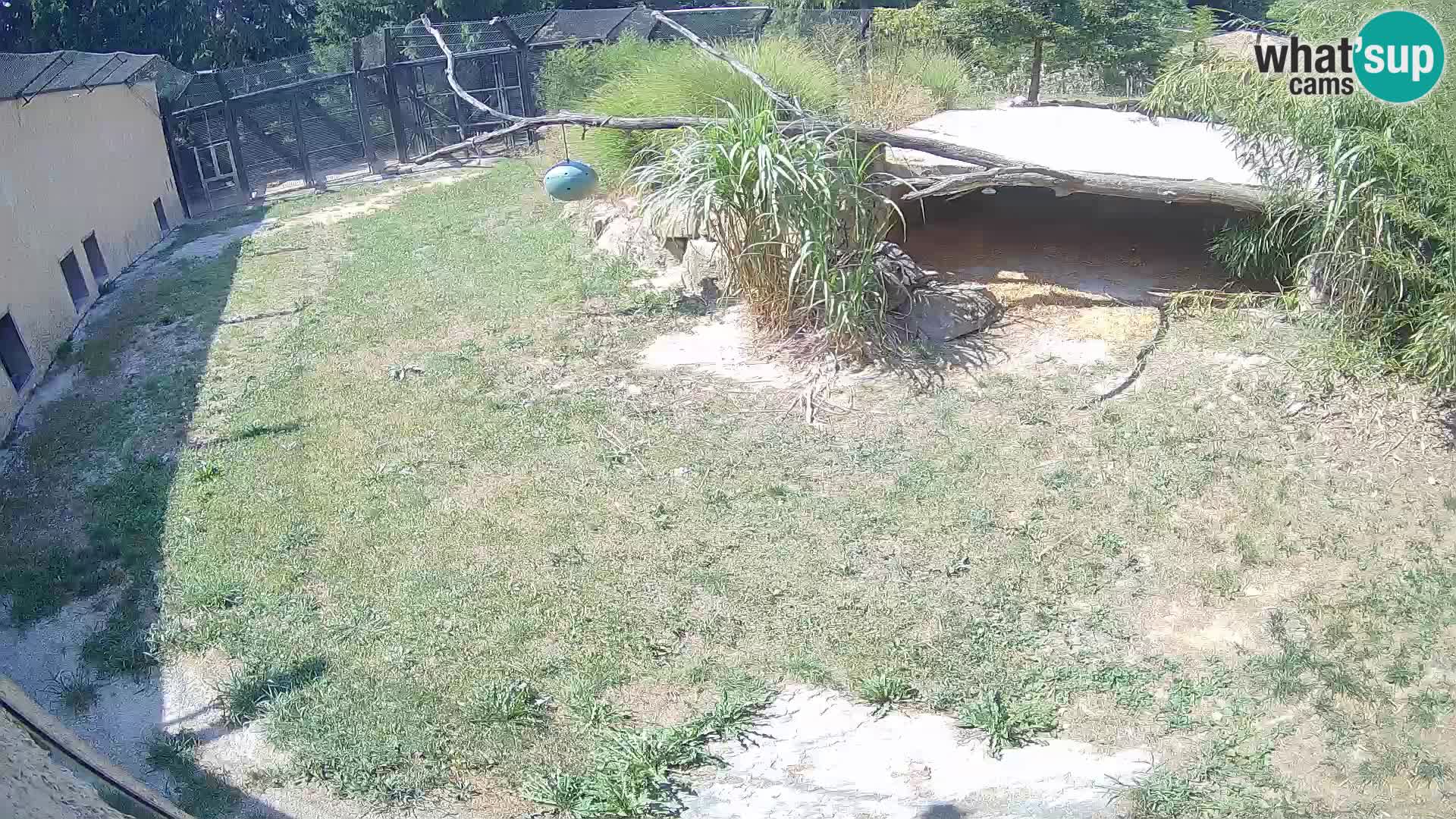 LEONE live Webcam nello zoo di Lubiana – Slovenia
