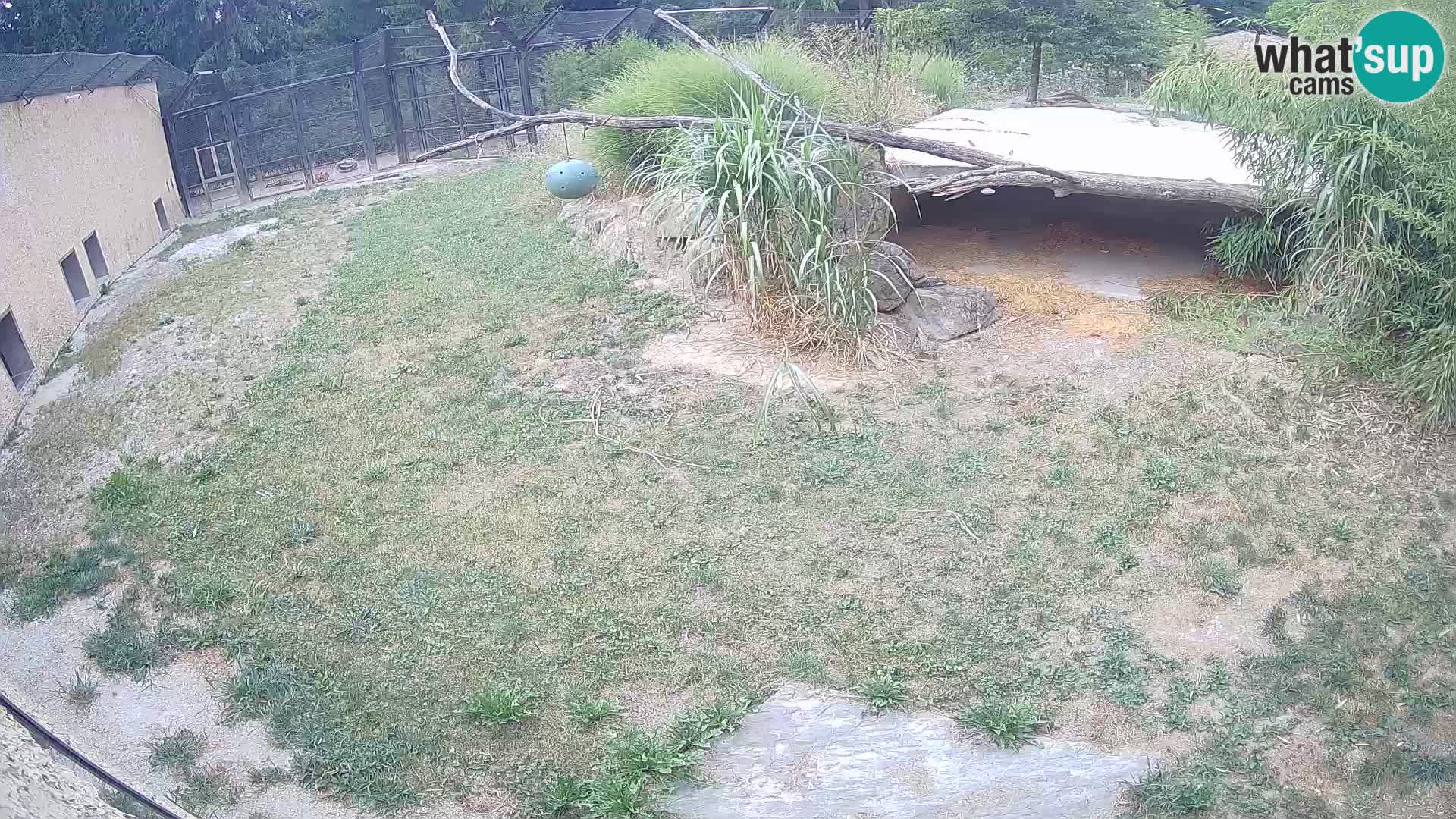 Löwe live Webcam im Zoo von Ljubljana – Slowenien