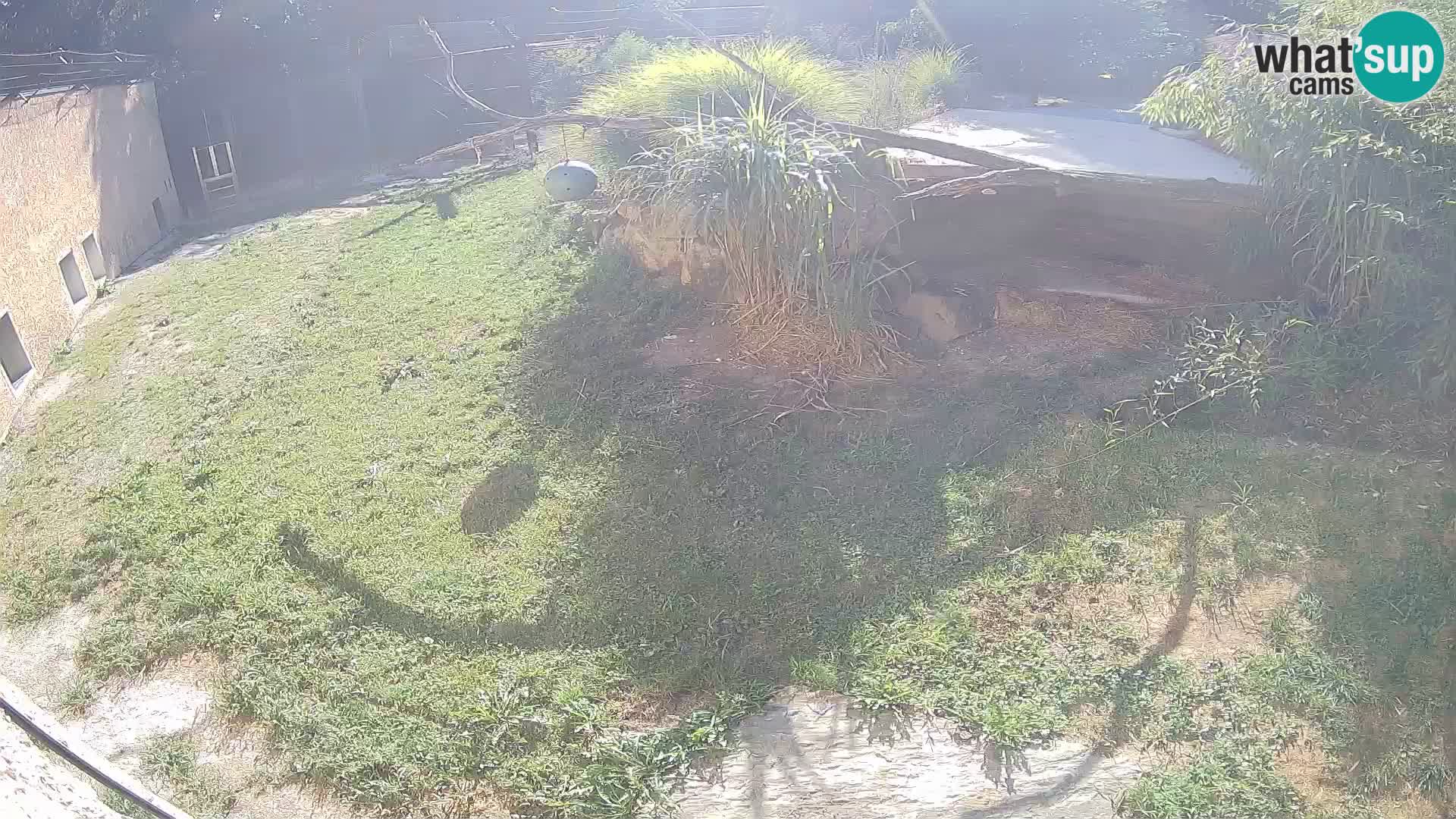 LION live Webcam in Ljubljana Zoo – Slovenia