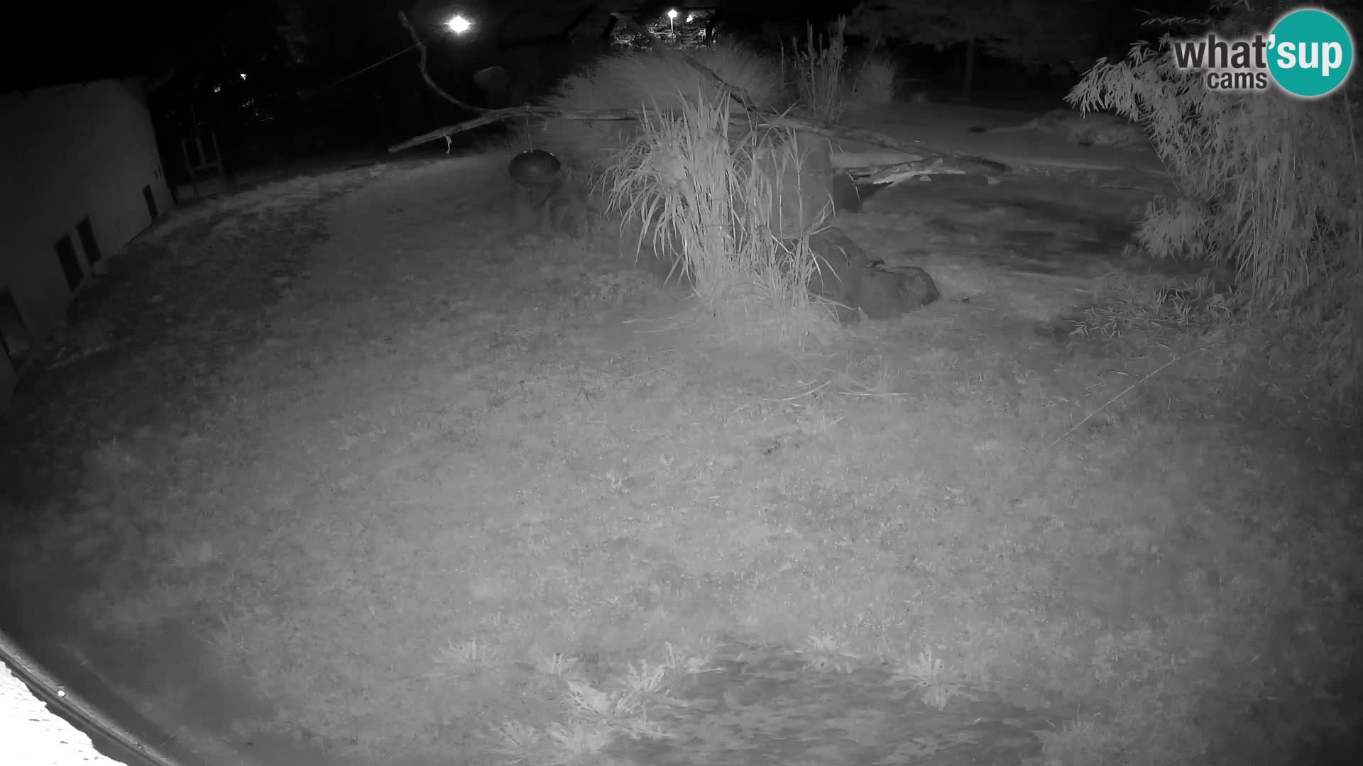 LION live Webcam in Ljubljana Zoo – Slovenia