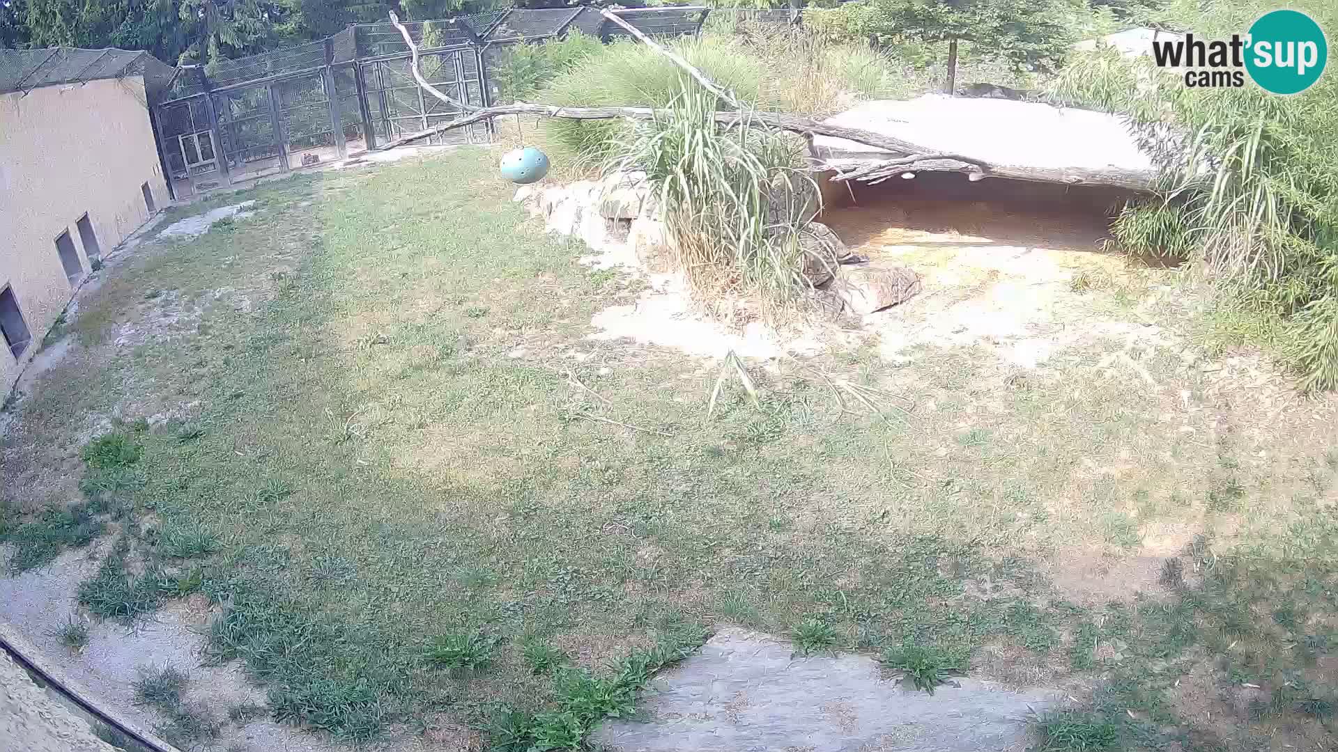 LION live Webcam in Ljubljana Zoo – Slovenia