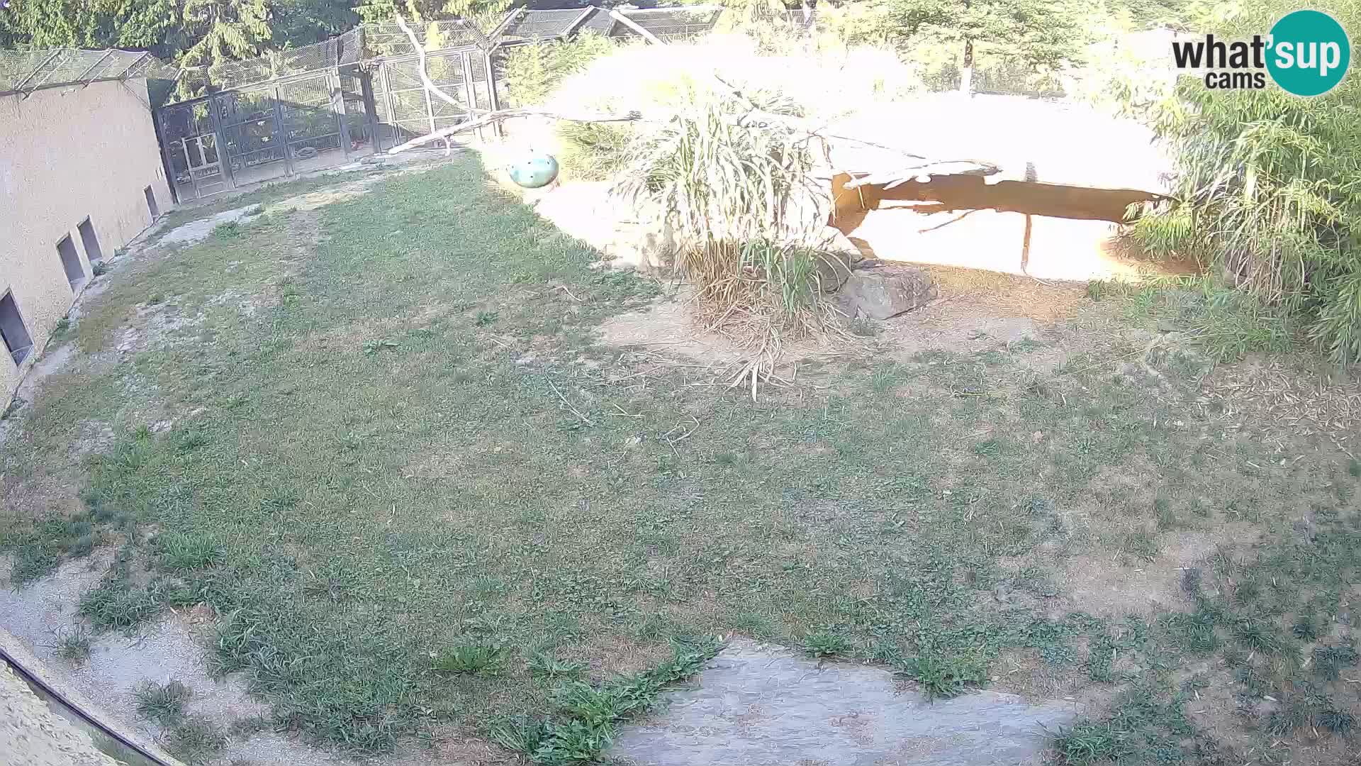 Löwe live Webcam im Zoo von Ljubljana – Slowenien