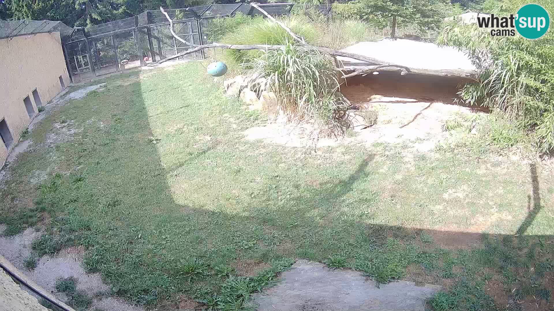 LION webcam en direct du zoo de Ljubljana – Slovénie