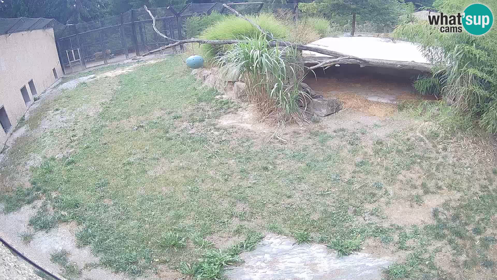 LEONE live Webcam nello zoo di Lubiana – Slovenia