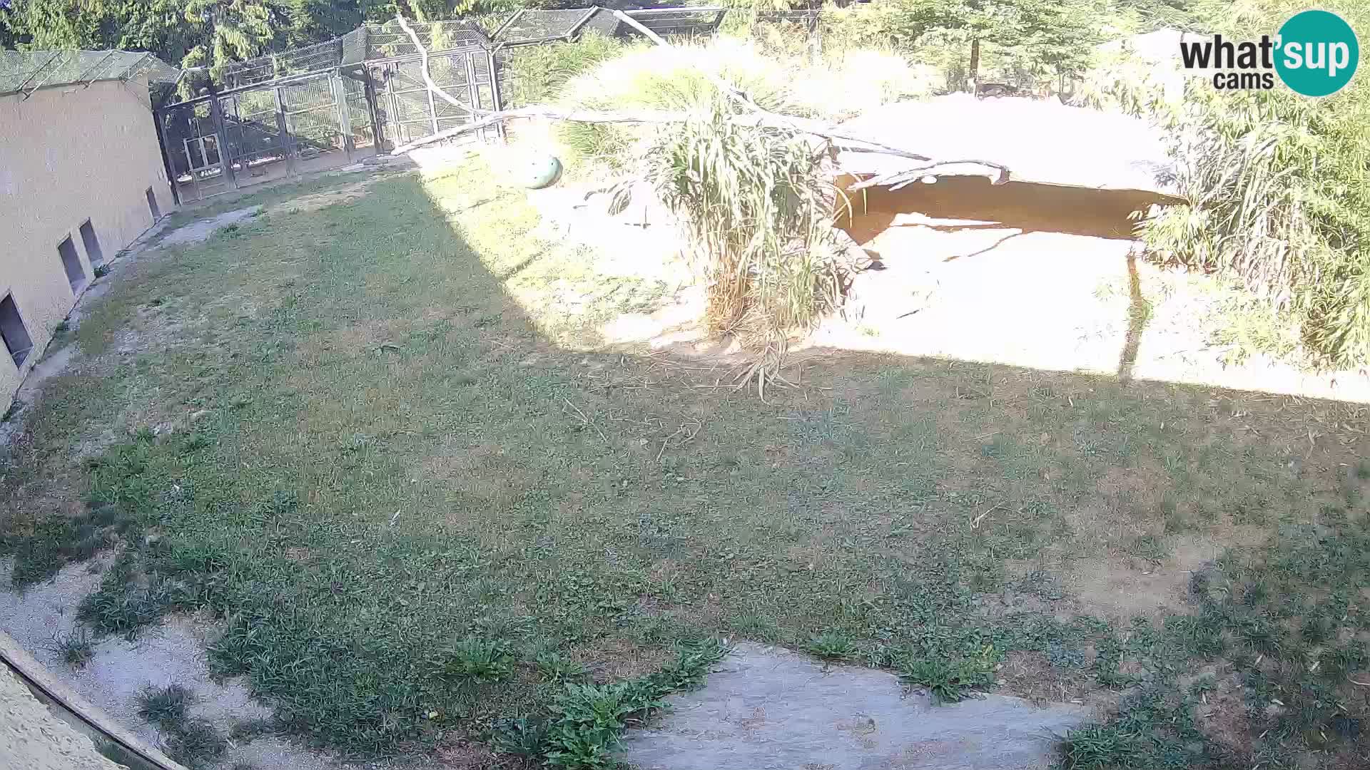 LION live Webcam in Ljubljana Zoo – Slovenia