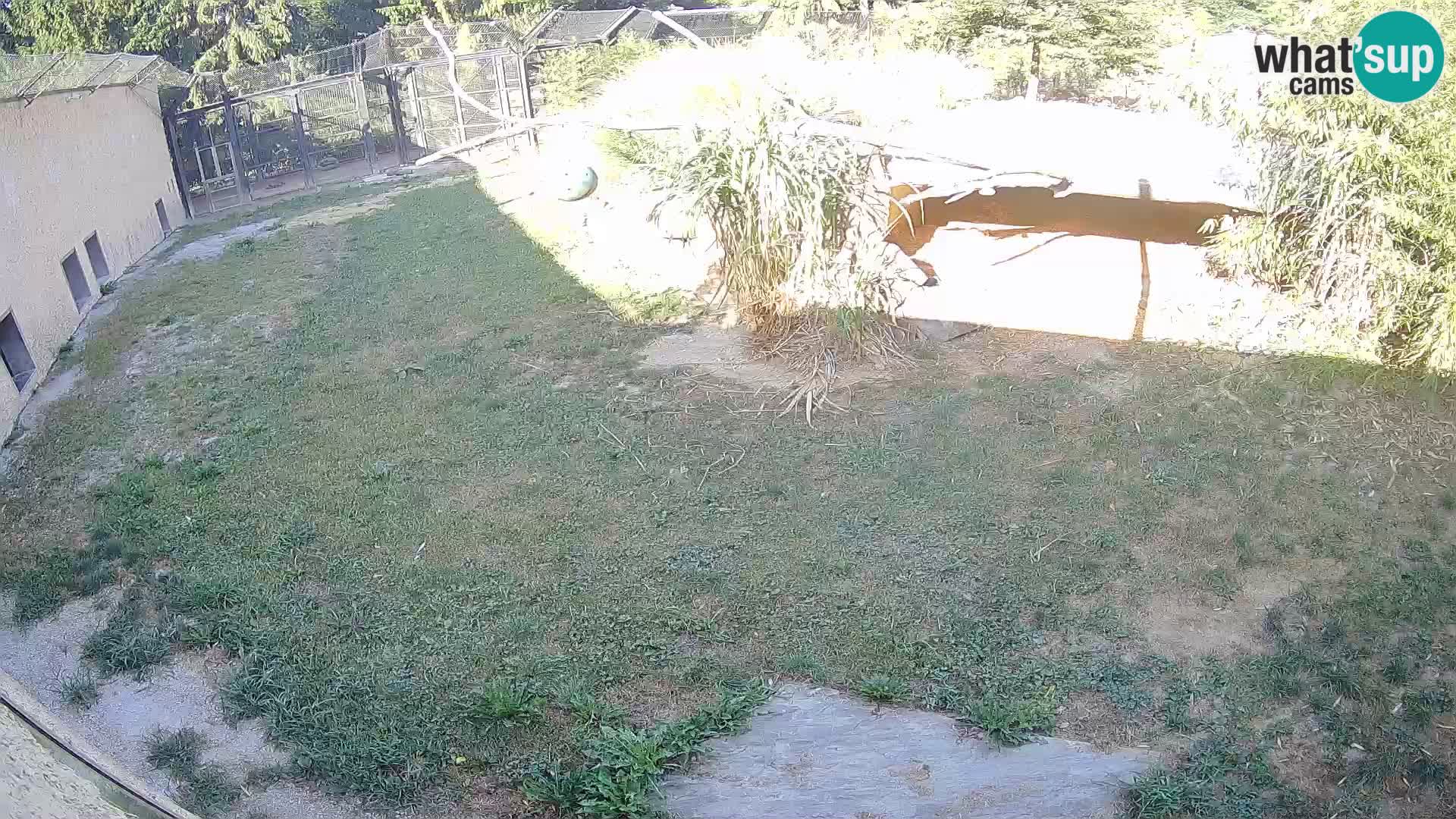 Löwe live Webcam im Zoo von Ljubljana – Slowenien