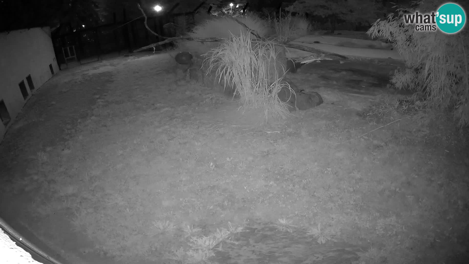 LEON Webcam en vivo en Ljubljana Zoo – Eslovenia