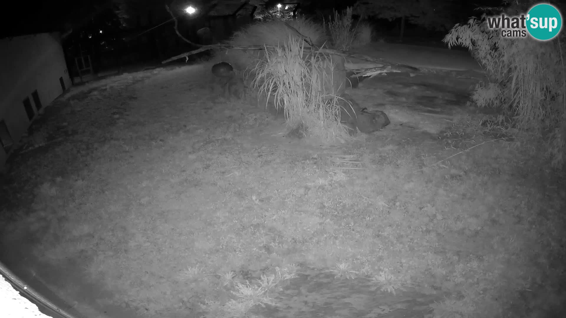 LION live Webcam in Ljubljana Zoo – Slovenia