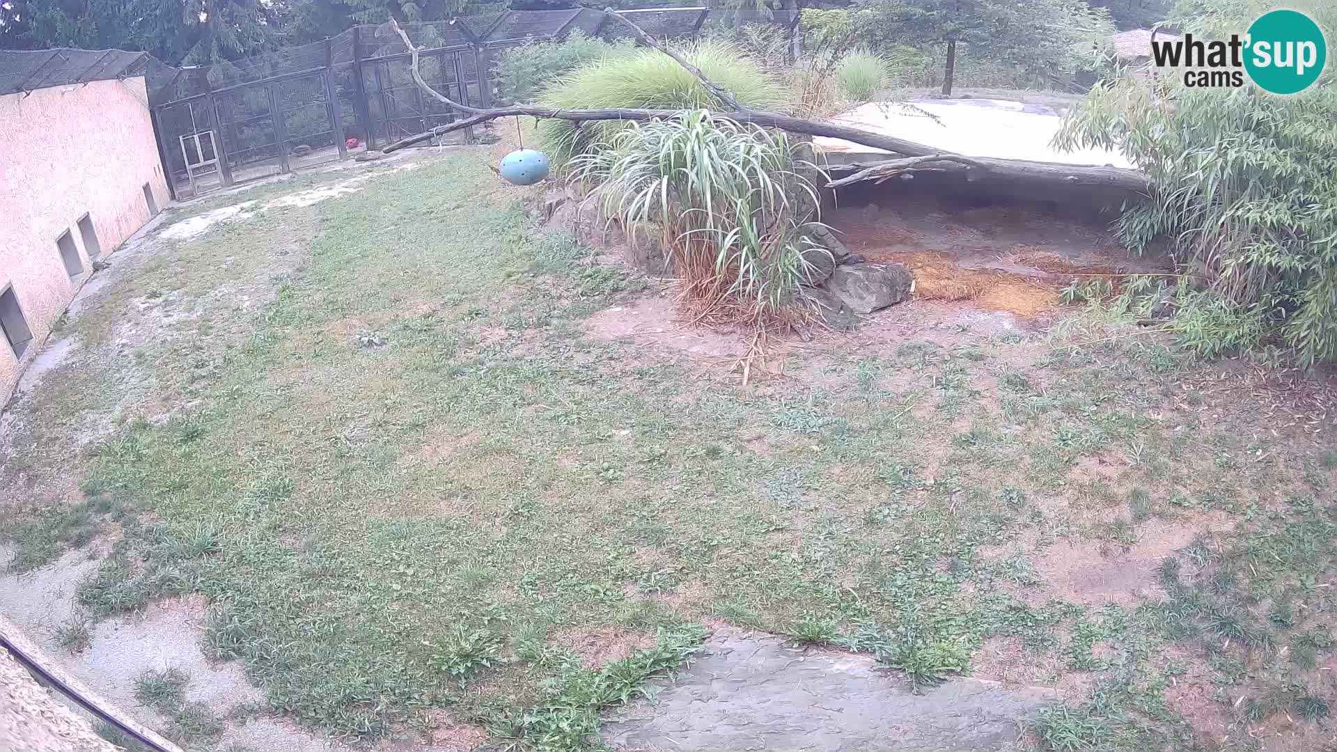 LEONE live Webcam nello zoo di Lubiana – Slovenia