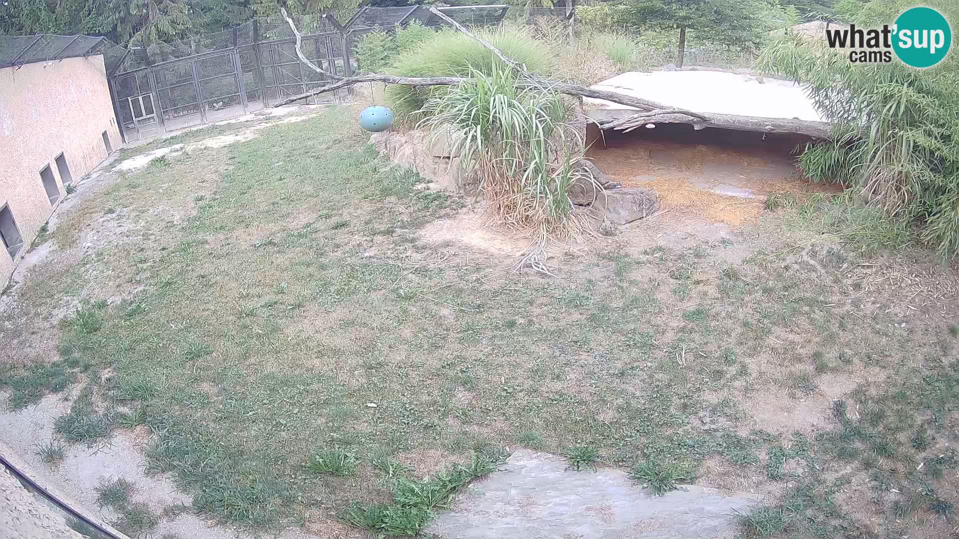 LEONE live Webcam nello zoo di Lubiana – Slovenia