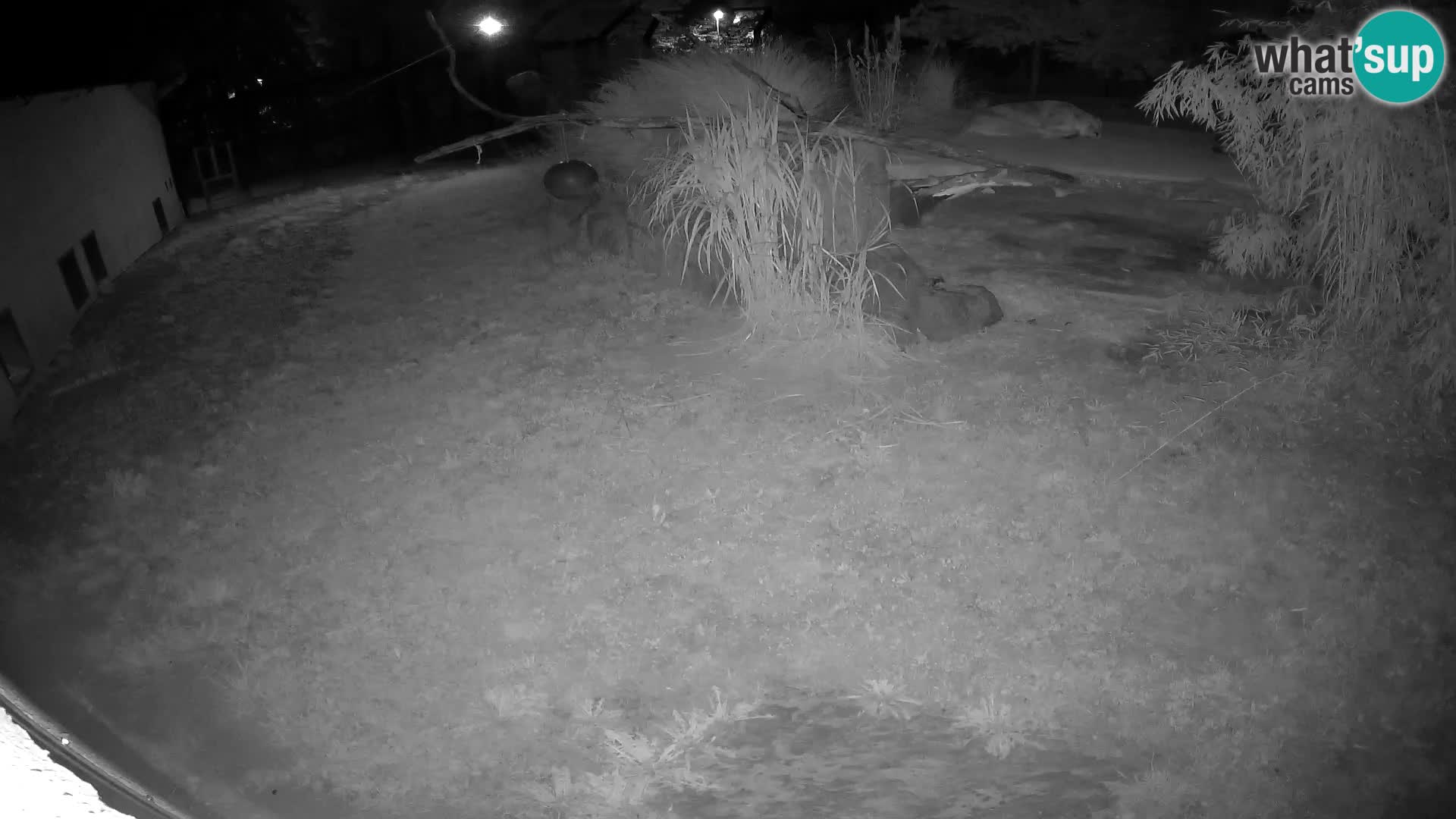 LEON Webcam en vivo en Ljubljana Zoo – Eslovenia